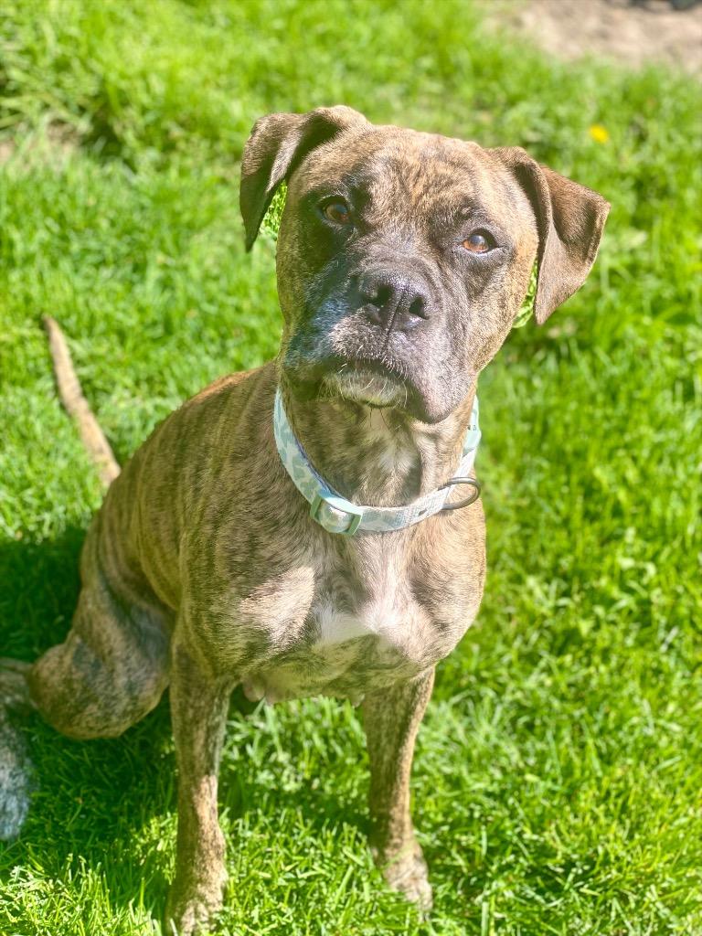 Enlarge Ember, a Adoptable mixed breed in Urbandale, IA image 3/4