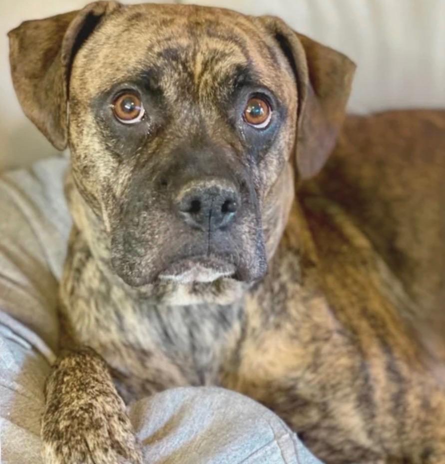 Enlarge Ember, a Adoptable mixed breed in Urbandale, IA image 1/1