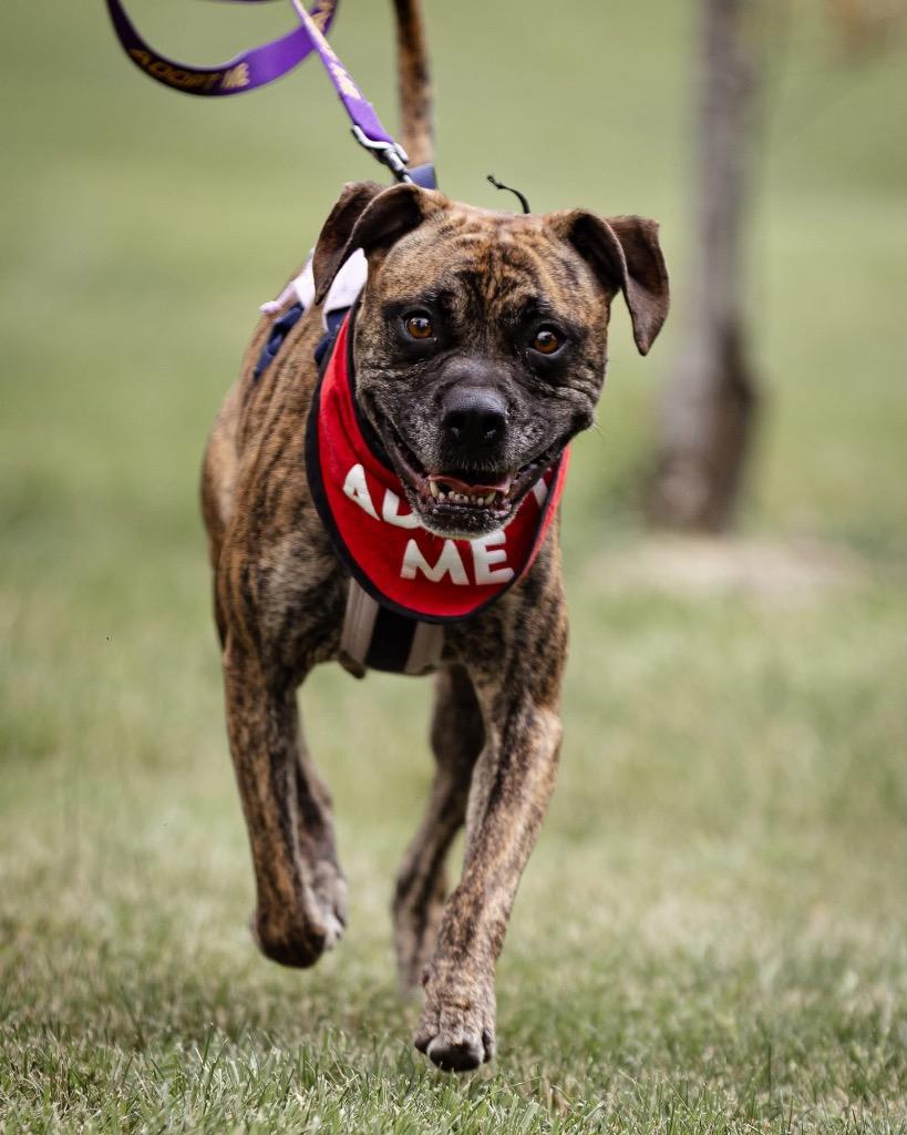 Ember, a Adoptable mixed breed in Urbandale, IA image 5/5