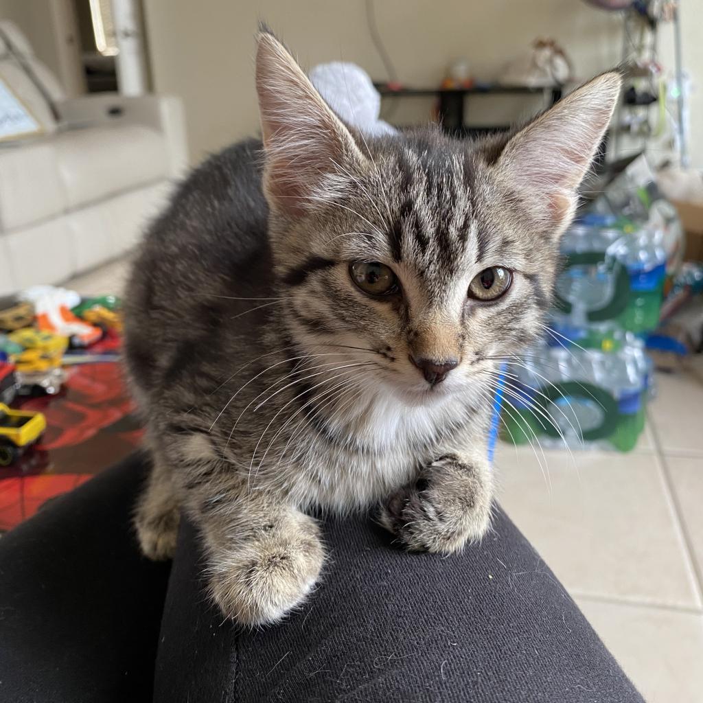 Mellie Poo, Adoptable, Adult Female Domestic Short Hair.