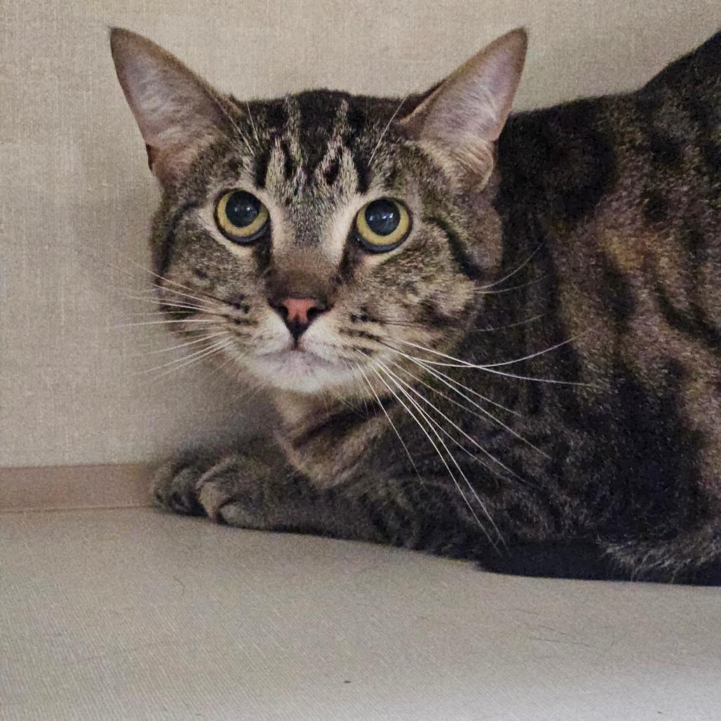 Mellie Poo, a Adoptable Domestic Short Hair in Conway, NH image 2/6