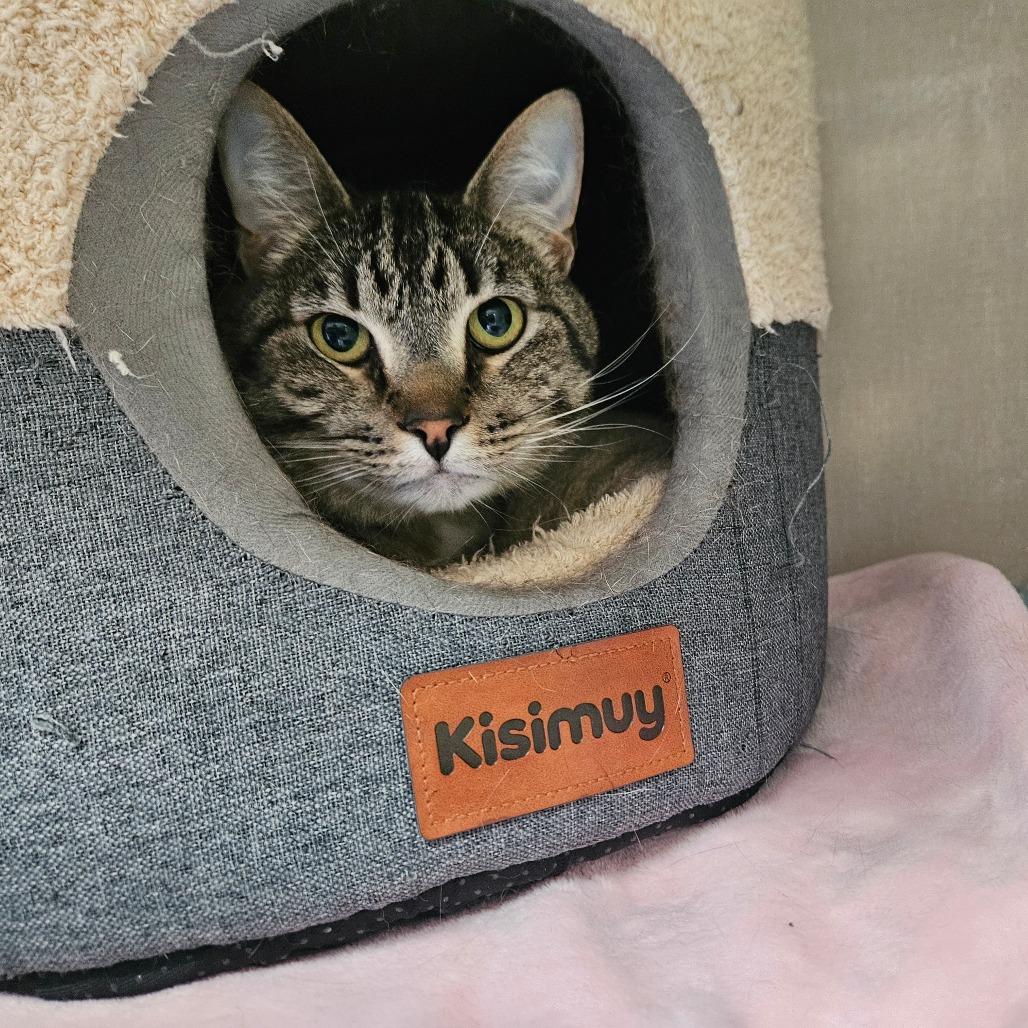 Mellie Poo, a Adoptable Domestic Short Hair in Conway, NH image 3/6