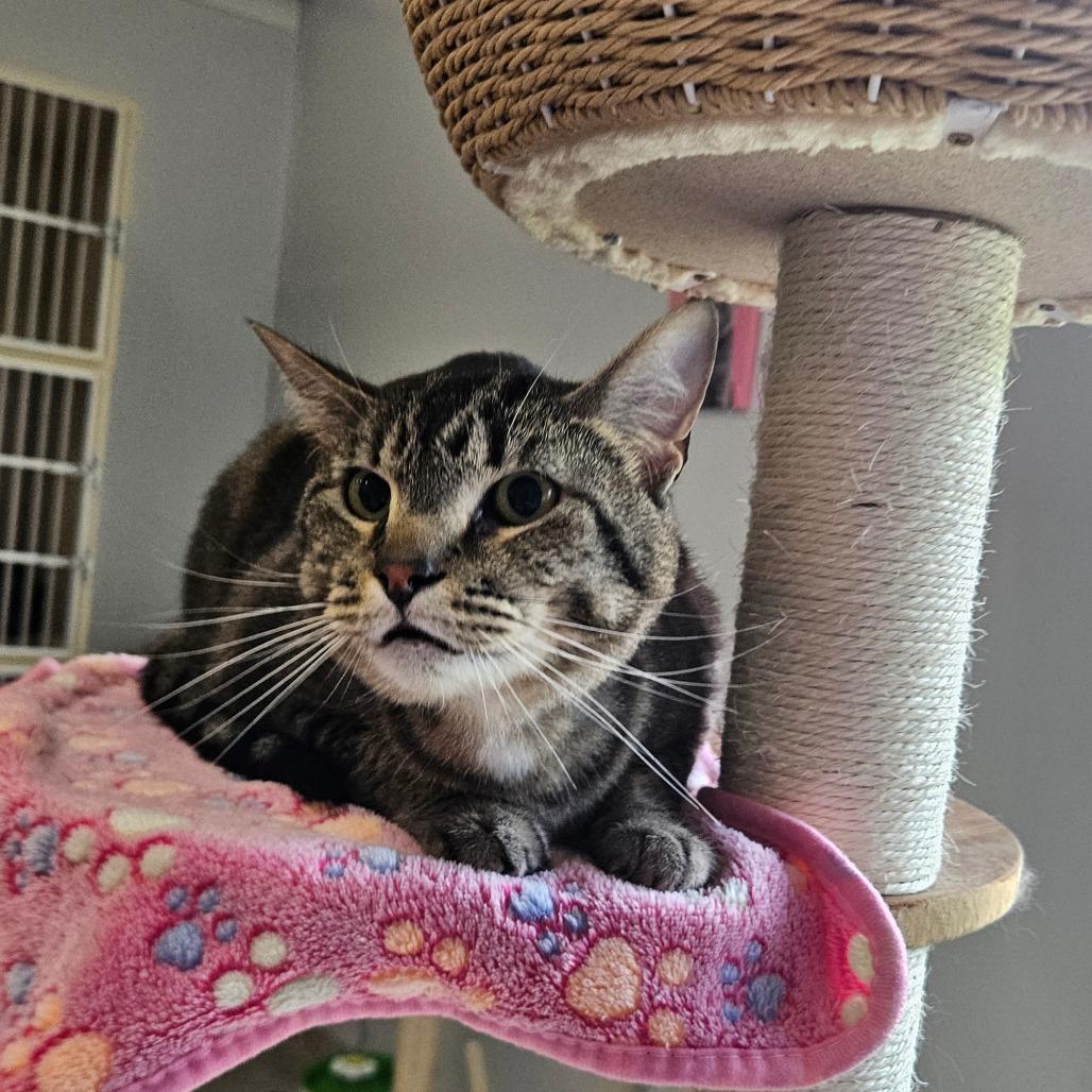 Mellie Poo, a Adoptable Domestic Short Hair in Conway, NH image 4/6