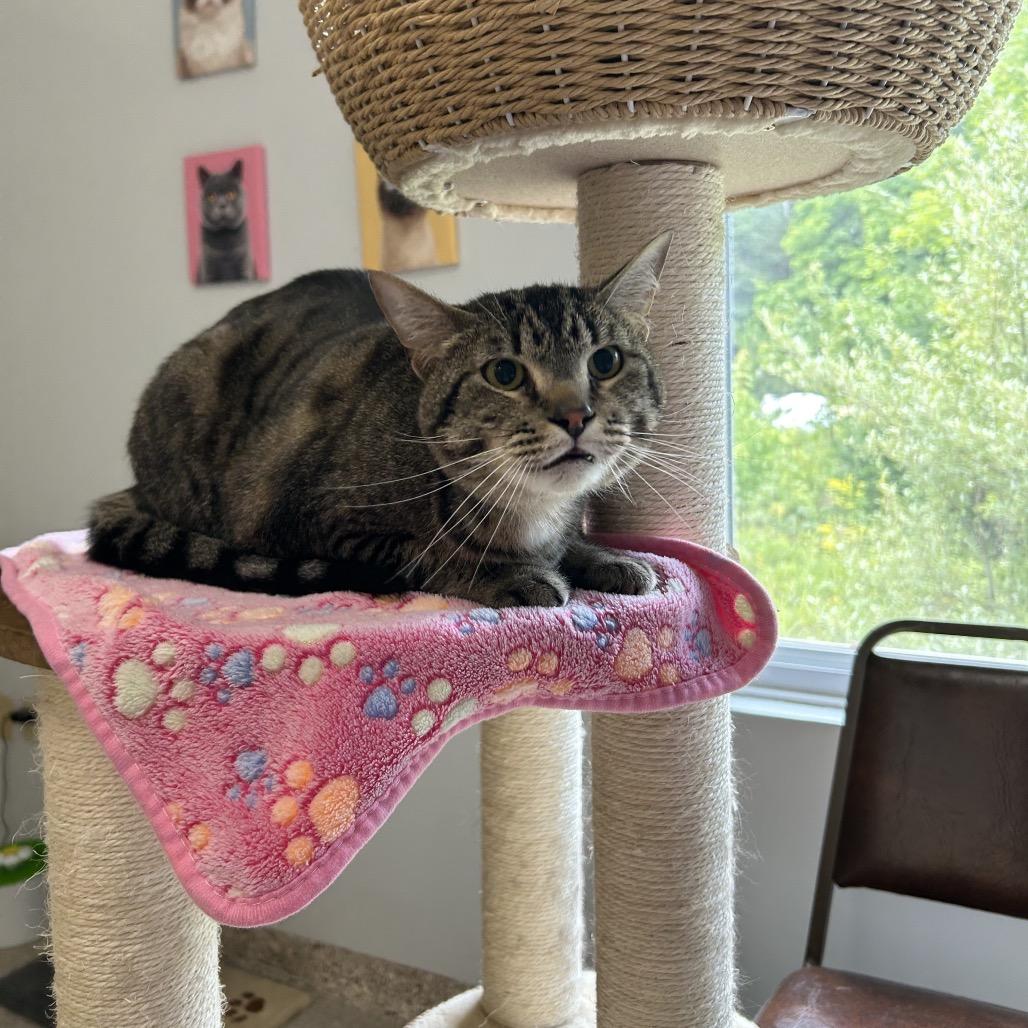 Mellie Poo, a Adoptable Domestic Short Hair in Conway, NH image 5/6