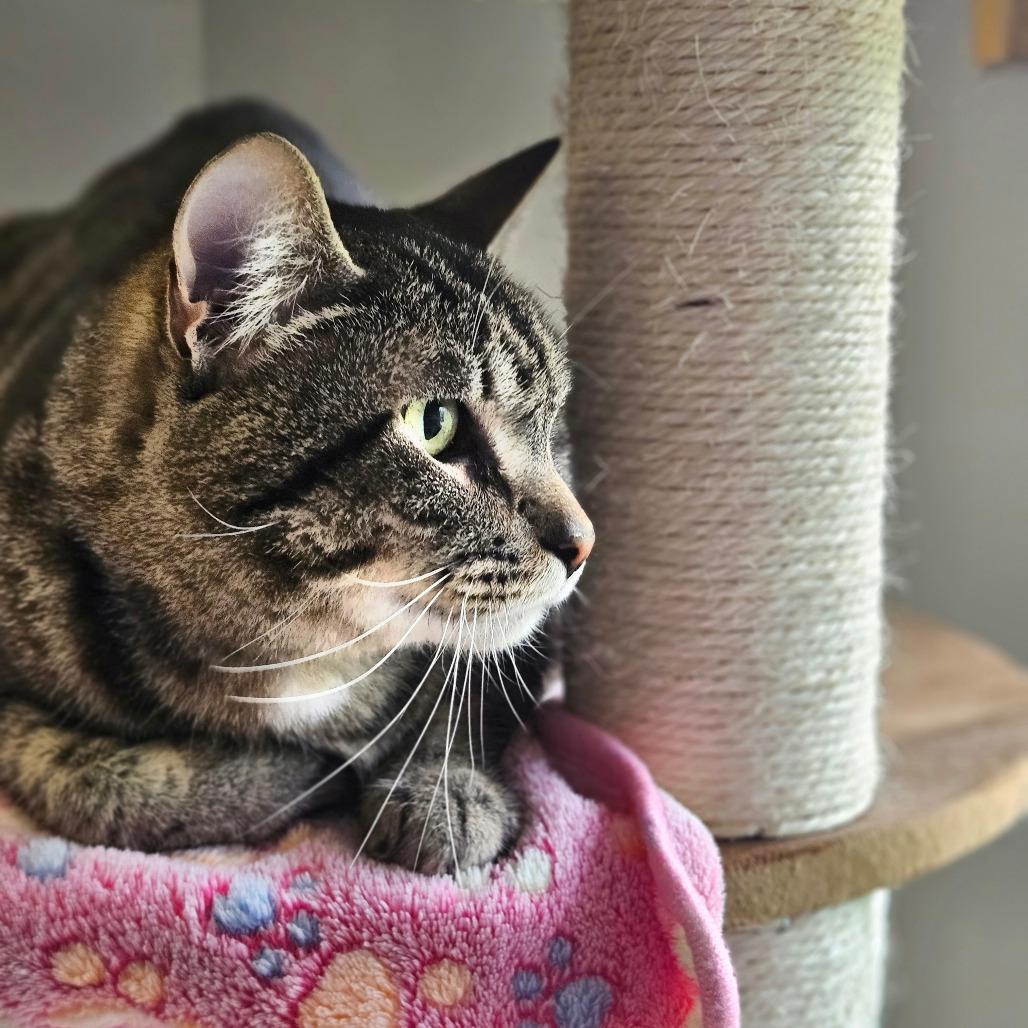Mellie Poo, a Adoptable Domestic Short Hair in Conway, NH image 6/6