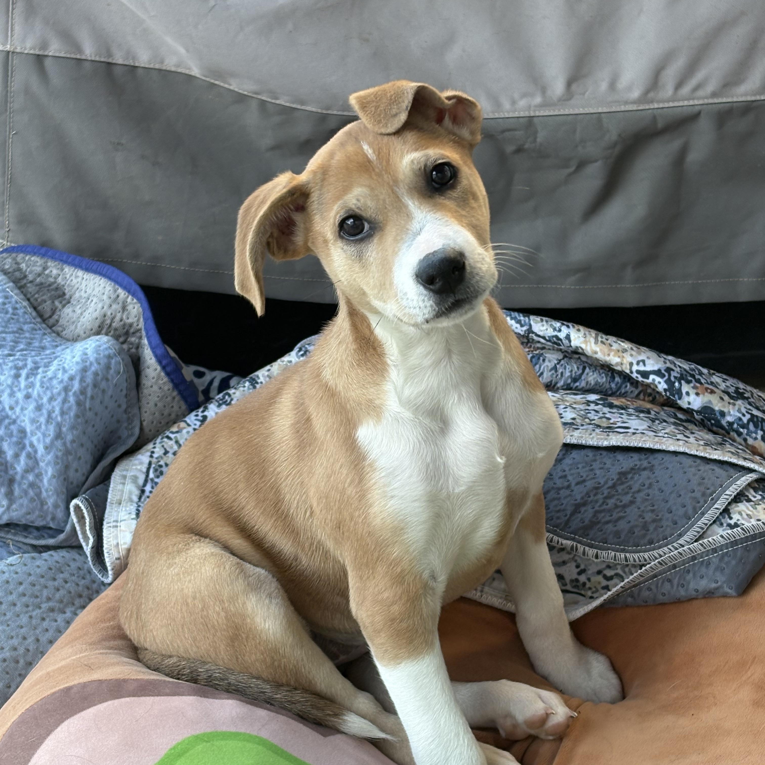 Enlarge Ellie, a ADOPTABLE mixed breed in Hatfield, PA image 1/4