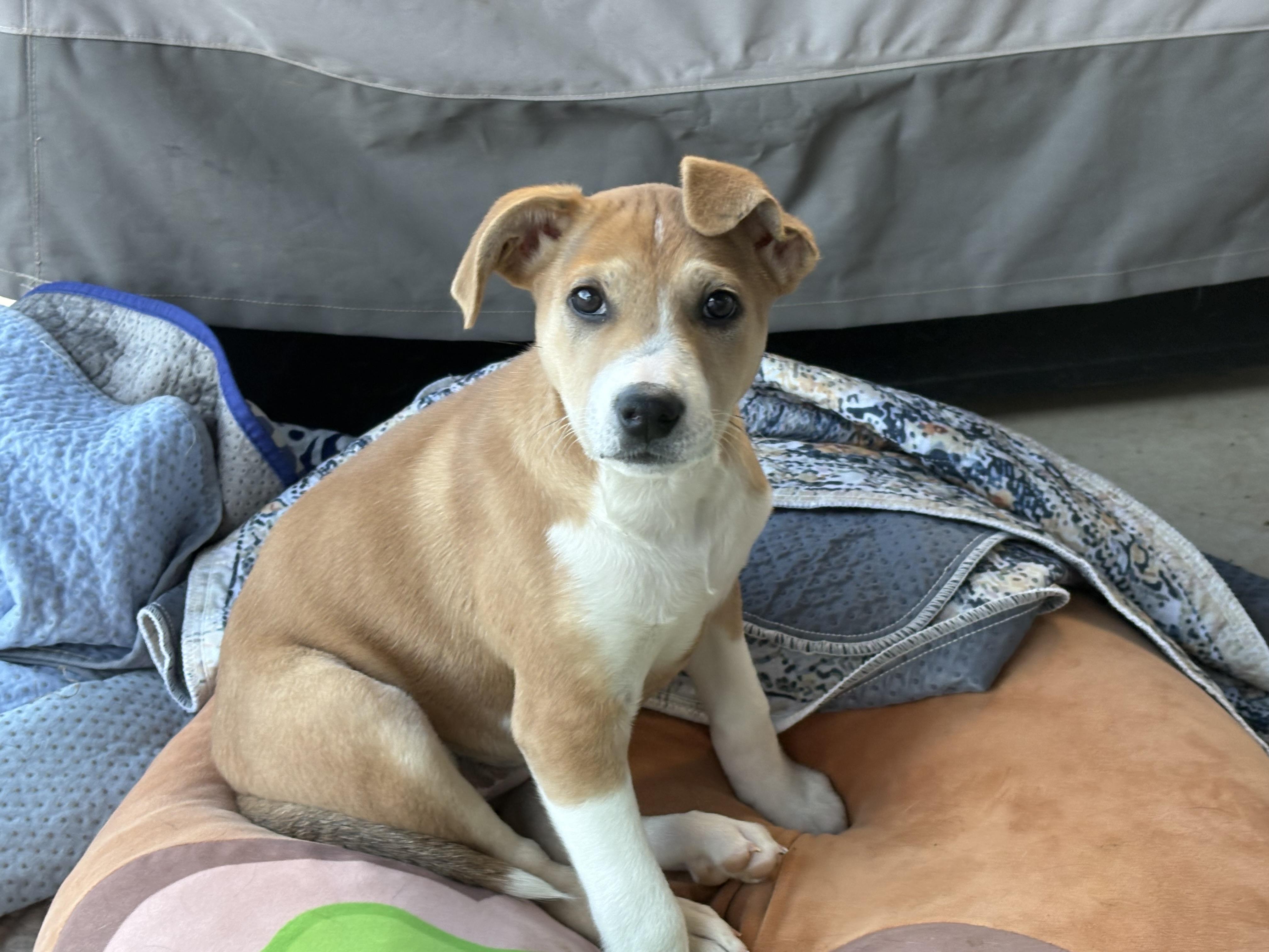 Enlarge Ellie, a ADOPTABLE mixed breed in Hatfield, PA image 4/4