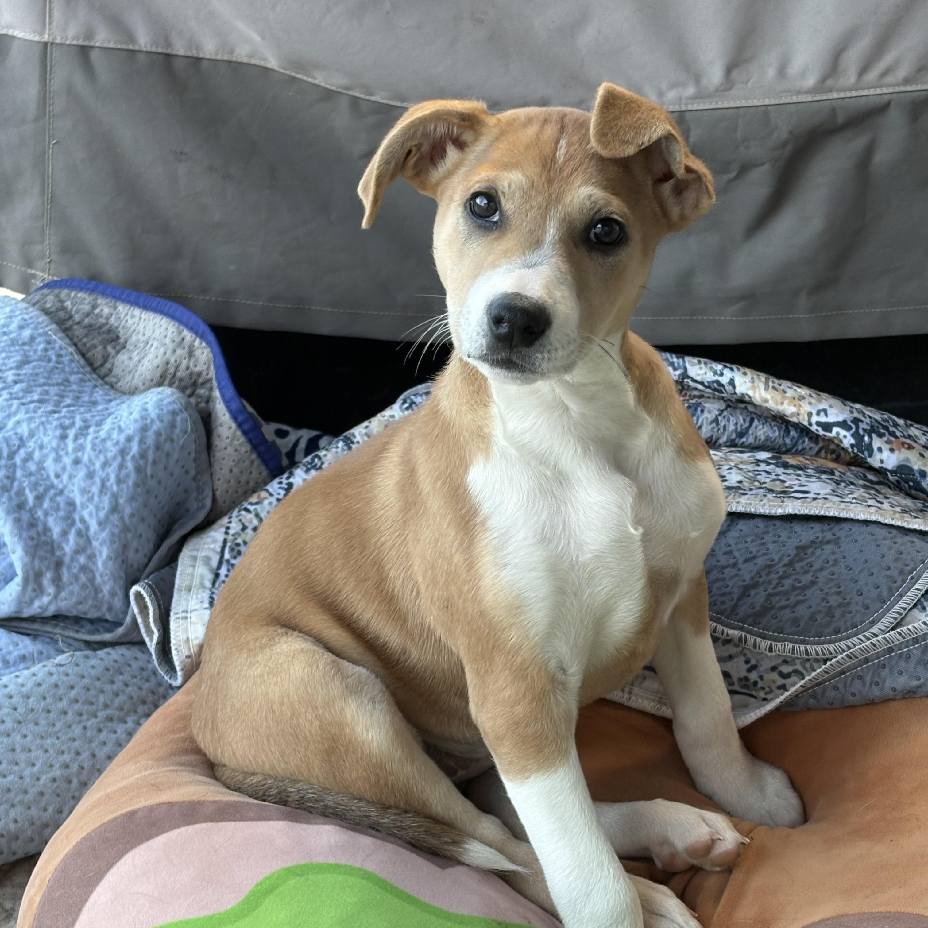 Enlarge Ellie, a ADOPTABLE mixed breed in Hatfield, PA image 2/4