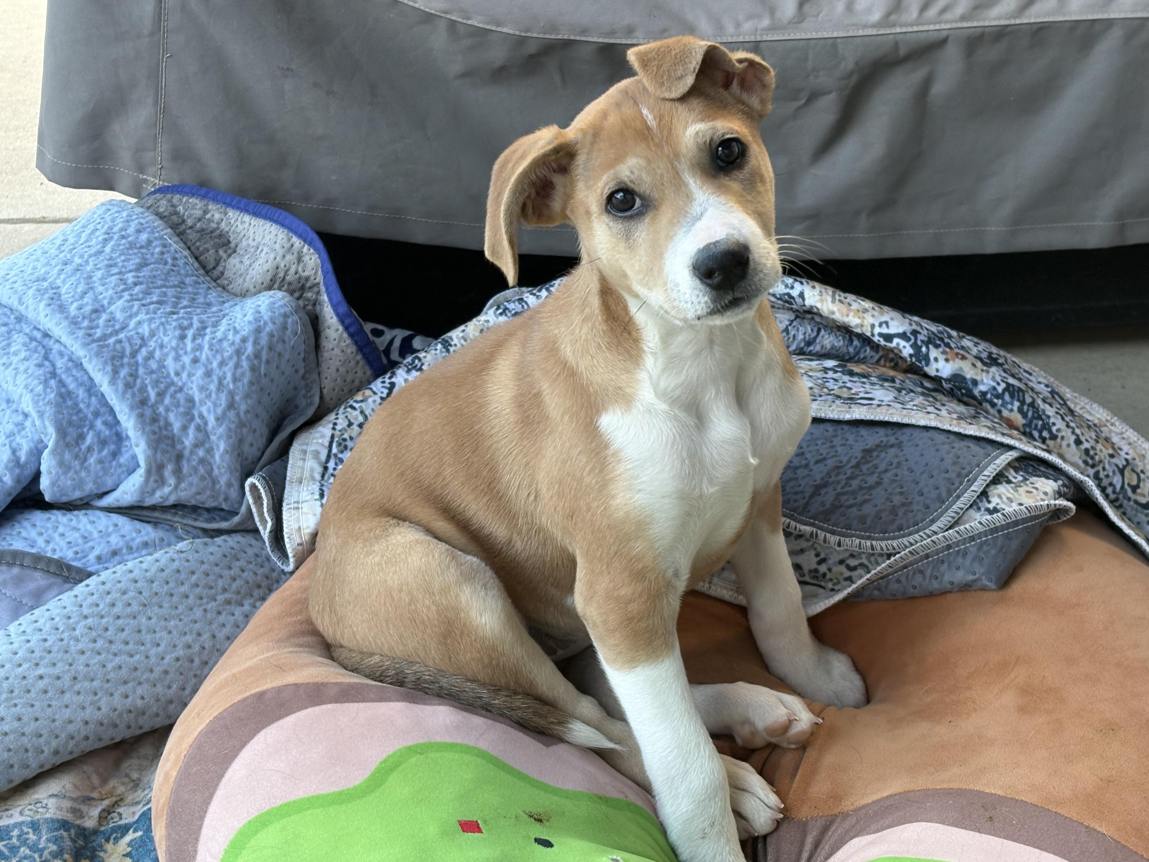 Enlarge Ellie, a ADOPTABLE mixed breed in Hatfield, PA image 3/4