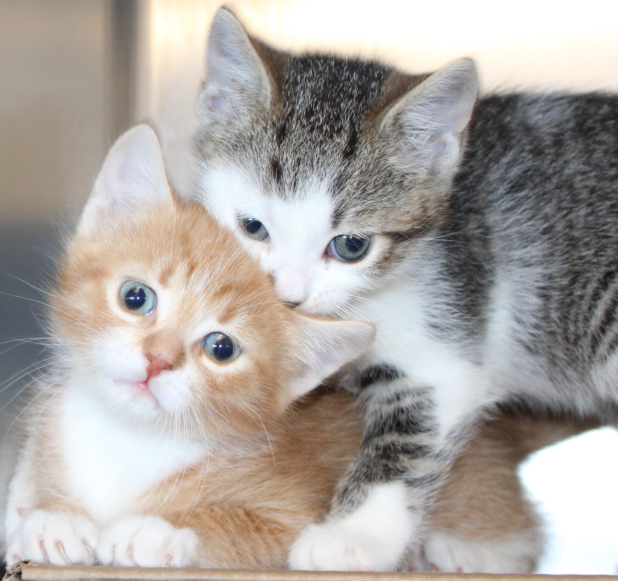 Enlarge Cookie - bonded with brother Oreo, 2 for 1!, an adopted Domestic Short Hair in Mississauga, ON image 5/6