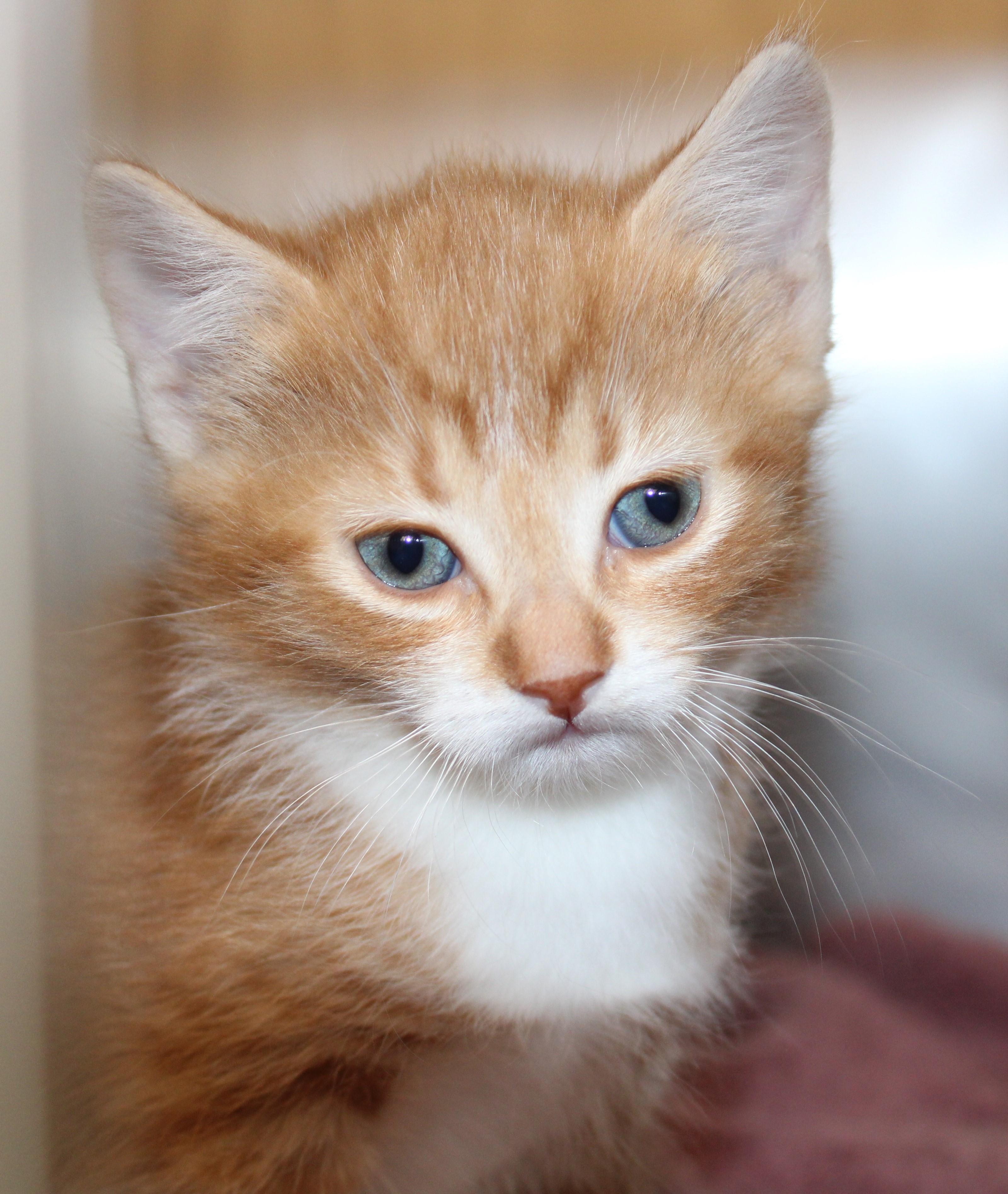 Enlarge Cookie - bonded with brother Oreo, 2 for 1!, an adopted Domestic Short Hair in Mississauga, ON image 2/6