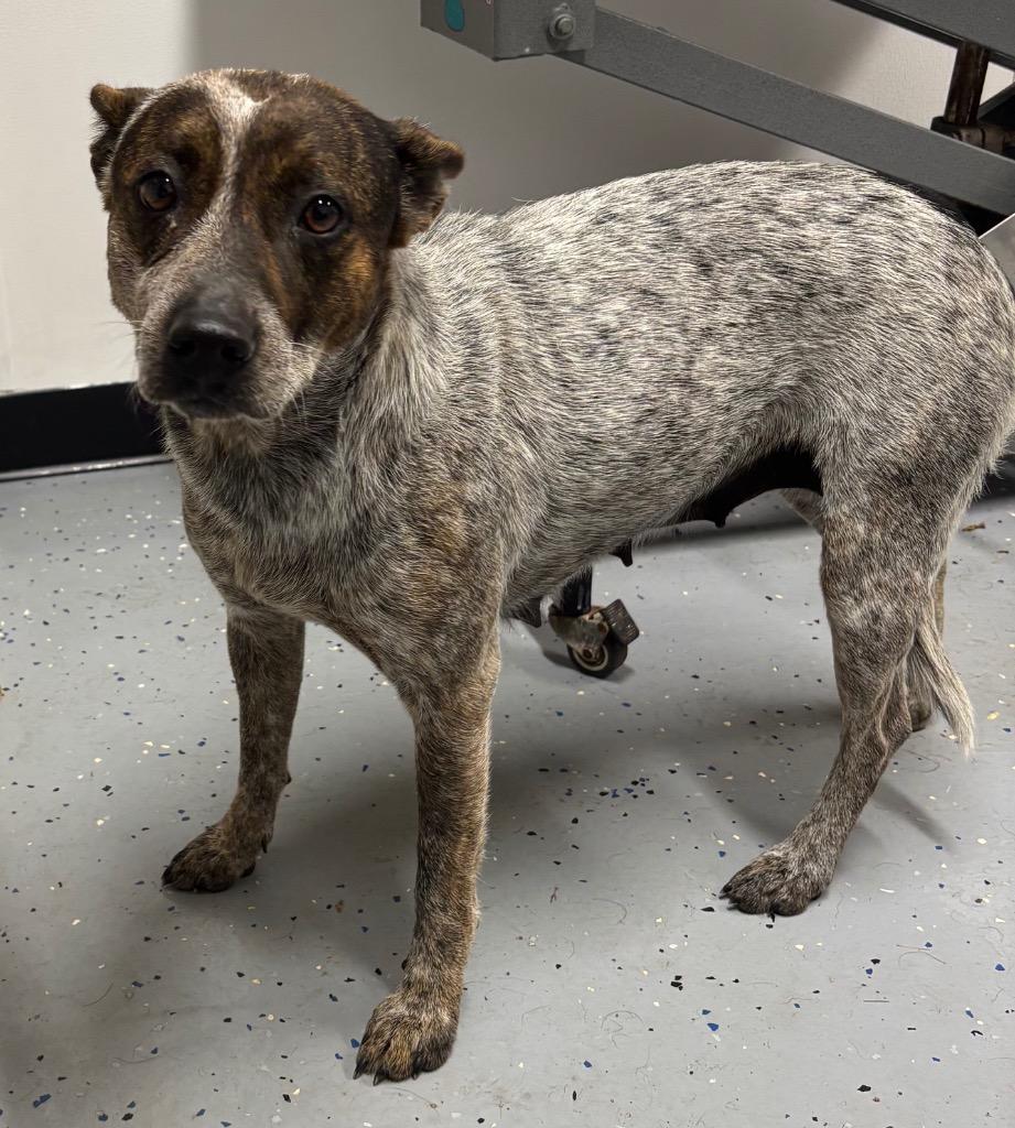Missy, Adoptable, Adult Female Australian Cattle Dog / Blue Heeler & Mixed Breed.