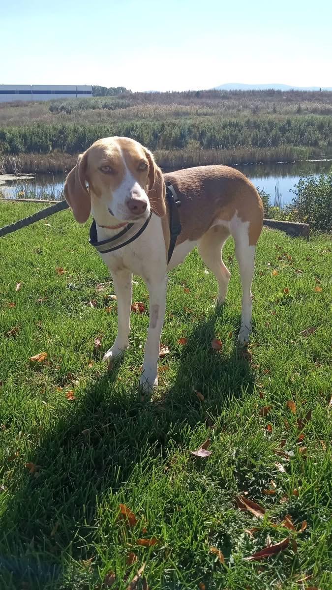 Enlarge Roo, a Adoptable mixed breed in Stuarts Draft, VA image 6/6