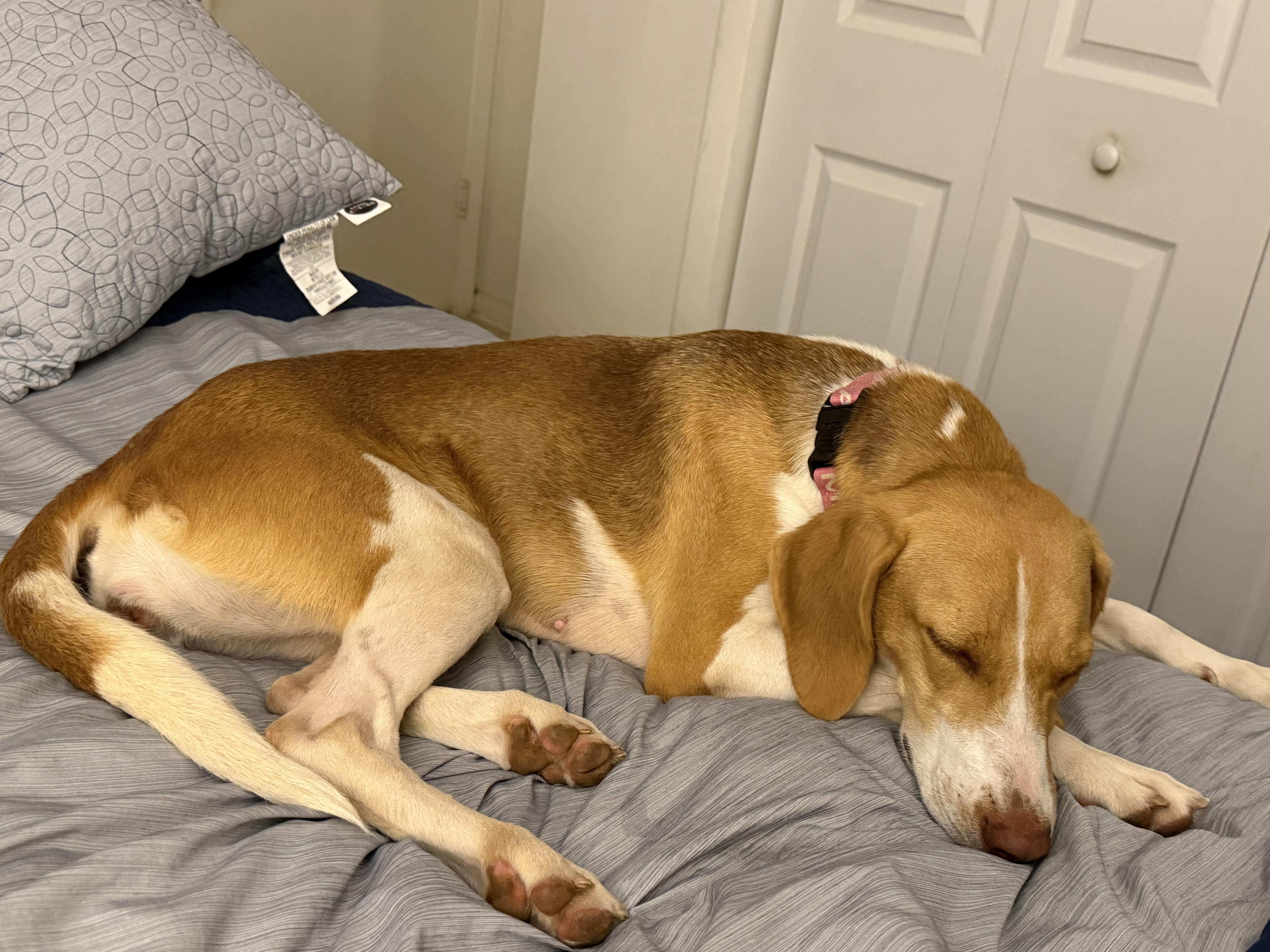 Enlarge Roo, a Adoptable mixed breed in Stuarts Draft, VA image 4/6