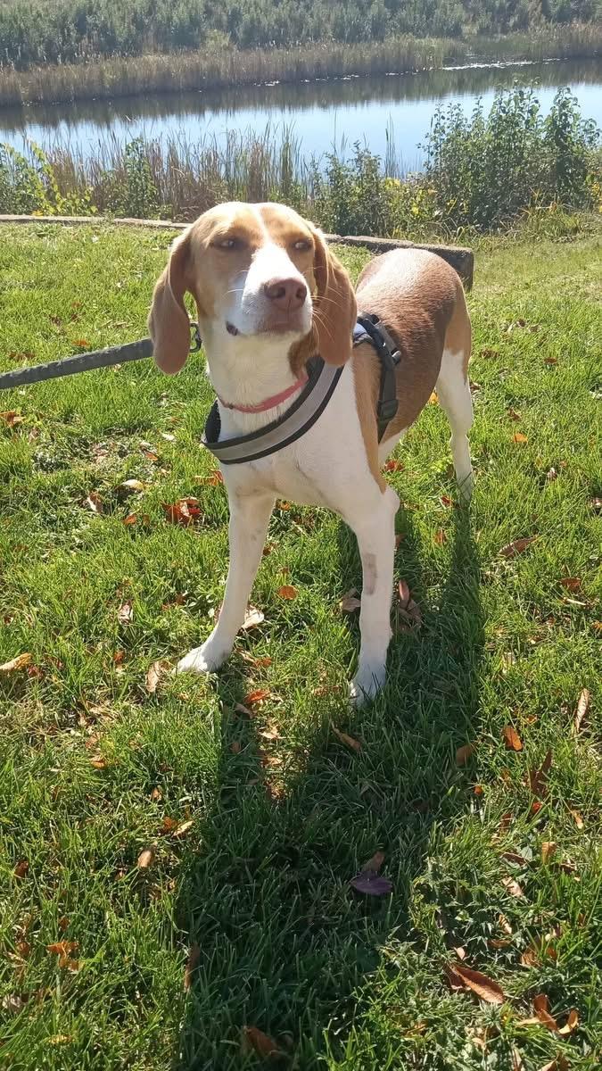 Enlarge Roo, a Adoptable mixed breed in Stuarts Draft, VA image 5/6
