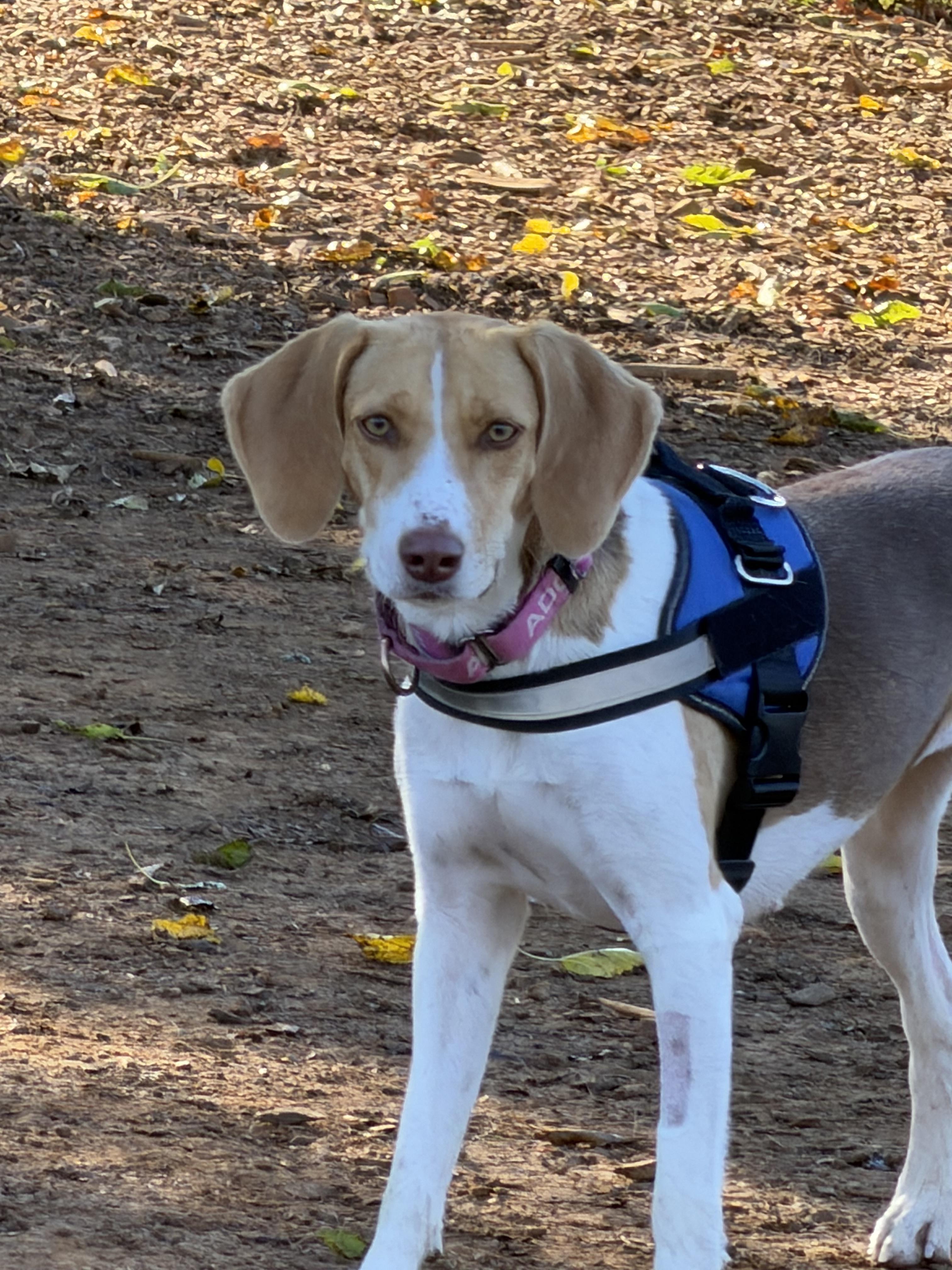 Enlarge Roo, a Adoptable mixed breed in Stuarts Draft, VA image 1/6