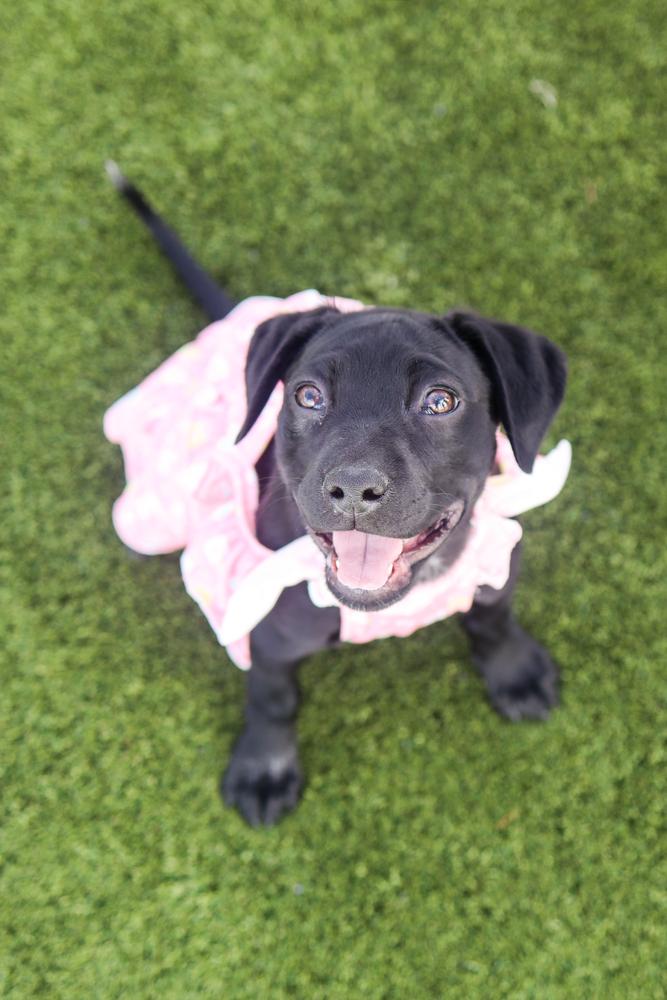 Enlarge Lily Mae, a ADOPTABLE mixed breed in Nashville, TN image 3/5