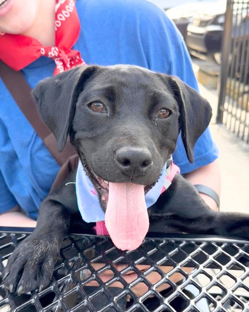 Lily Mae, a ADOPTABLE mixed breed in Nashville, TN image 1/6