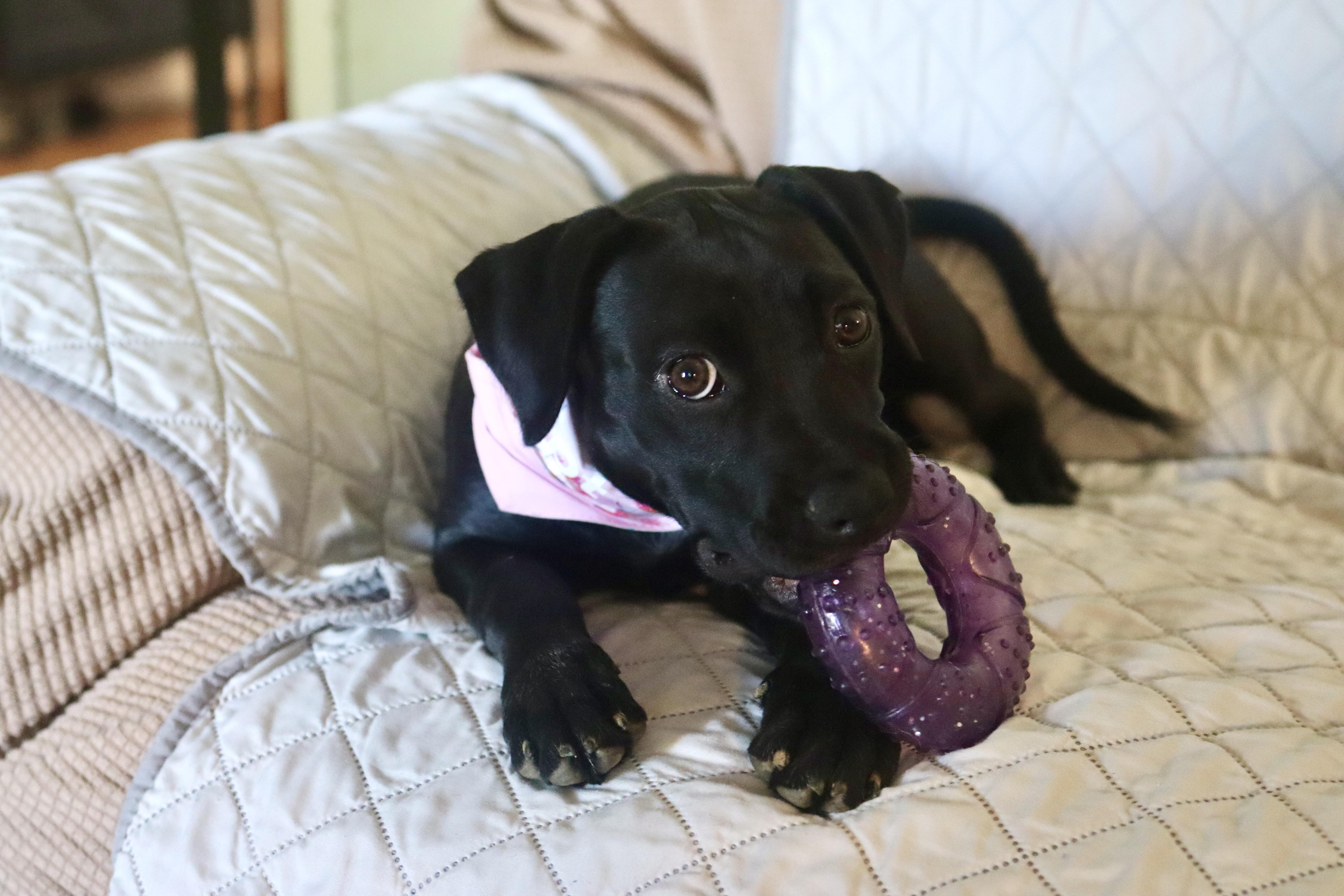 Enlarge Lily Mae, a ADOPTABLE mixed breed in Nashville, TN image 1/6