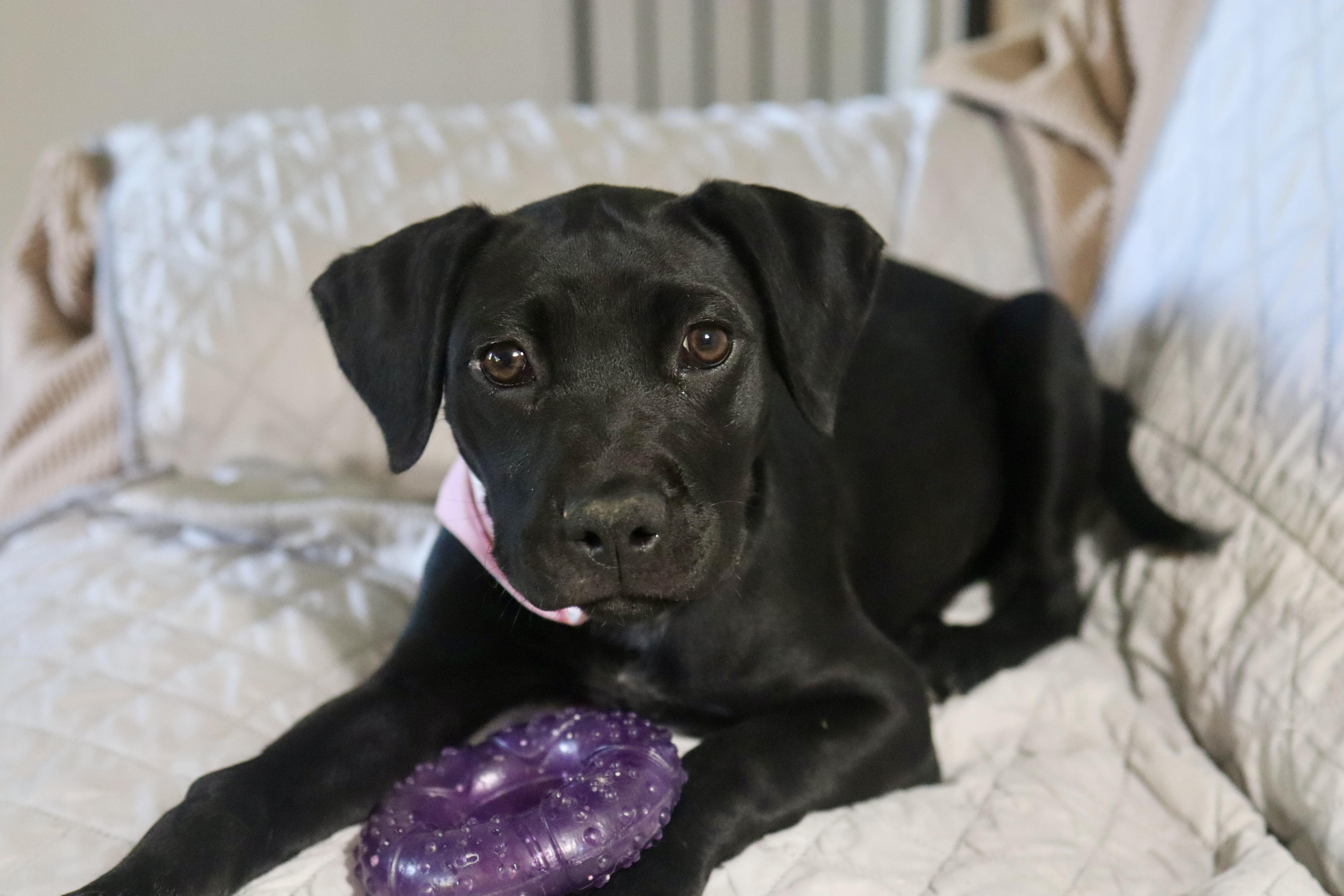 Enlarge Lily Mae, a ADOPTABLE mixed breed in Nashville, TN image 5/6