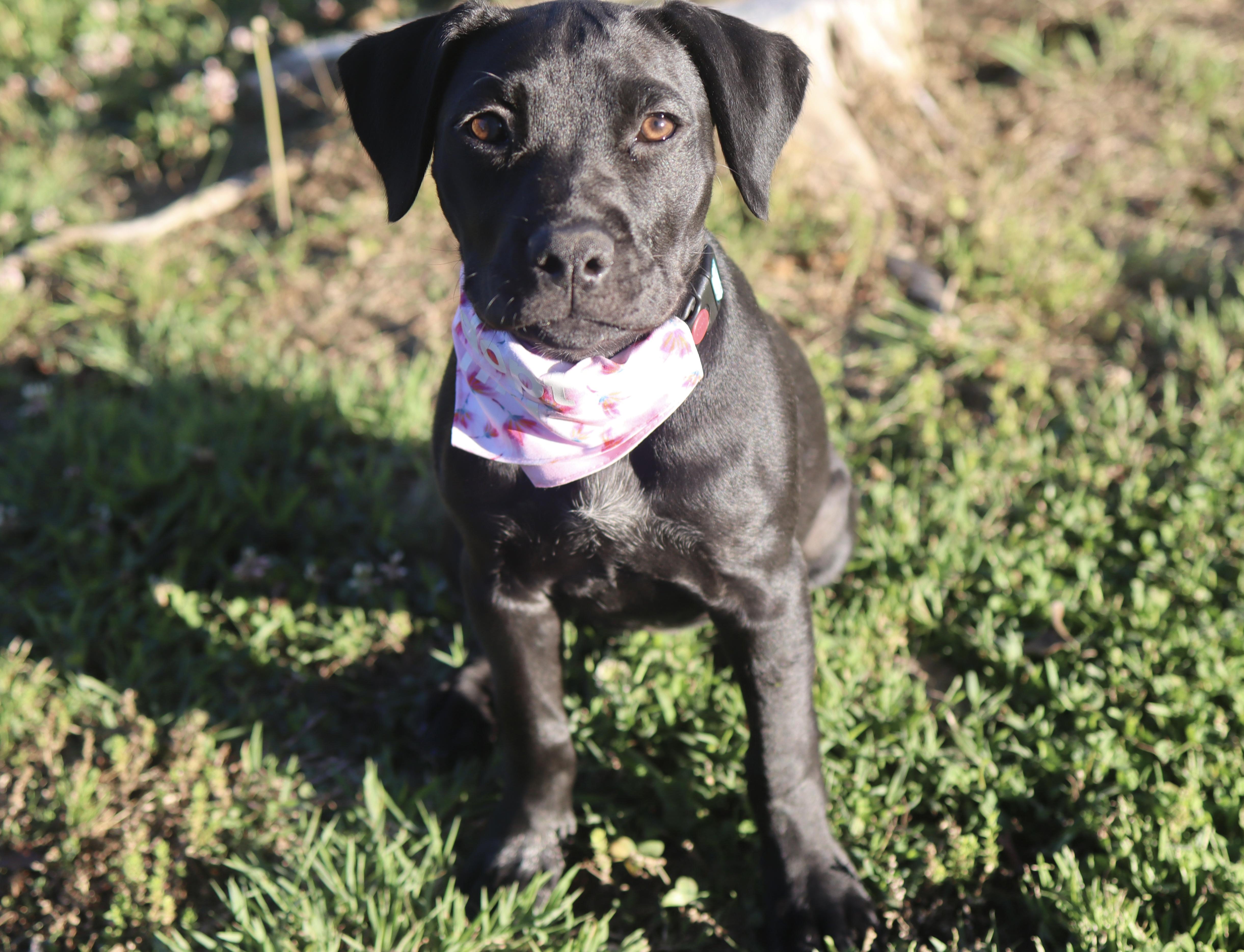 Enlarge Lily Mae, a ADOPTABLE mixed breed in Nashville, TN image 6/6