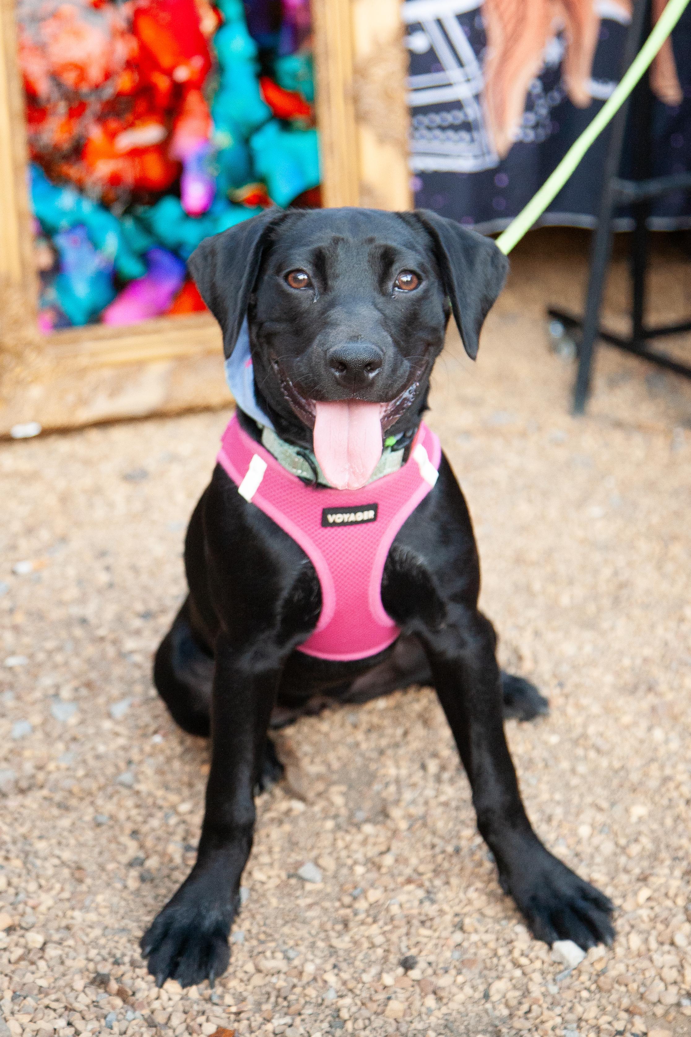 Lily Mae, a ADOPTABLE mixed breed in Nashville, TN image 2/6