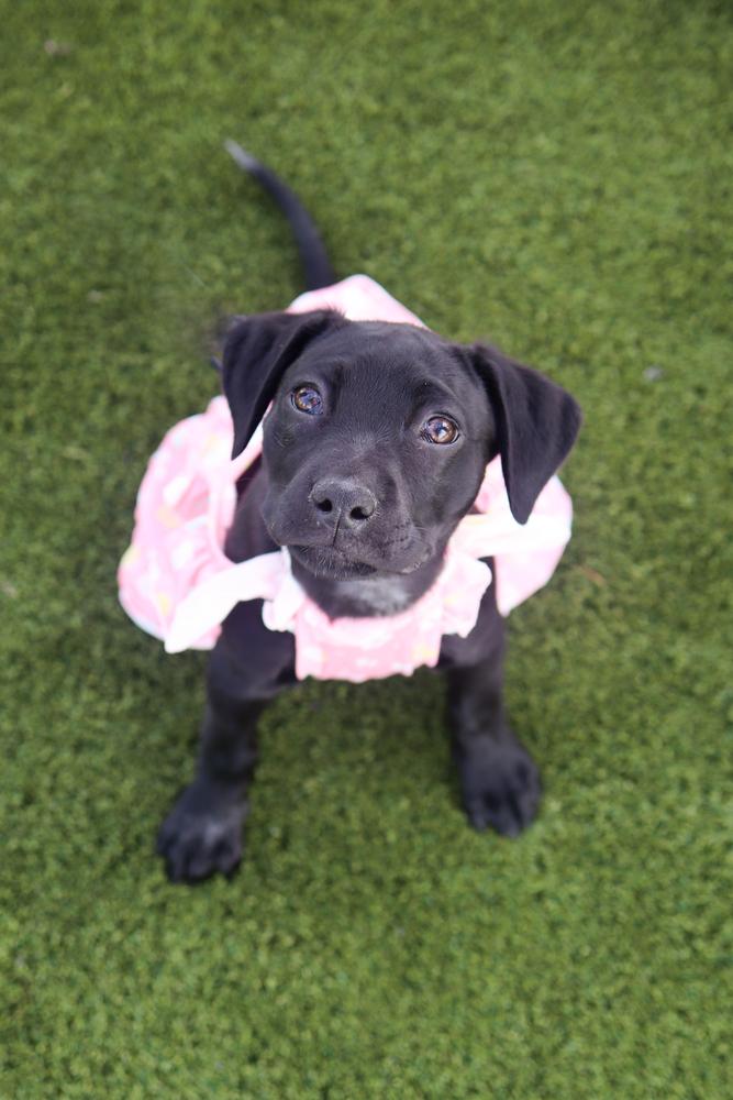 Enlarge Lily Mae, a ADOPTABLE mixed breed in Nashville, TN image 2/5