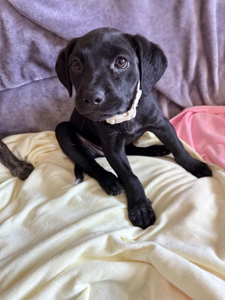 Enlarge Lily Mae, a ADOPTABLE mixed breed in Nashville, TN image 4/5