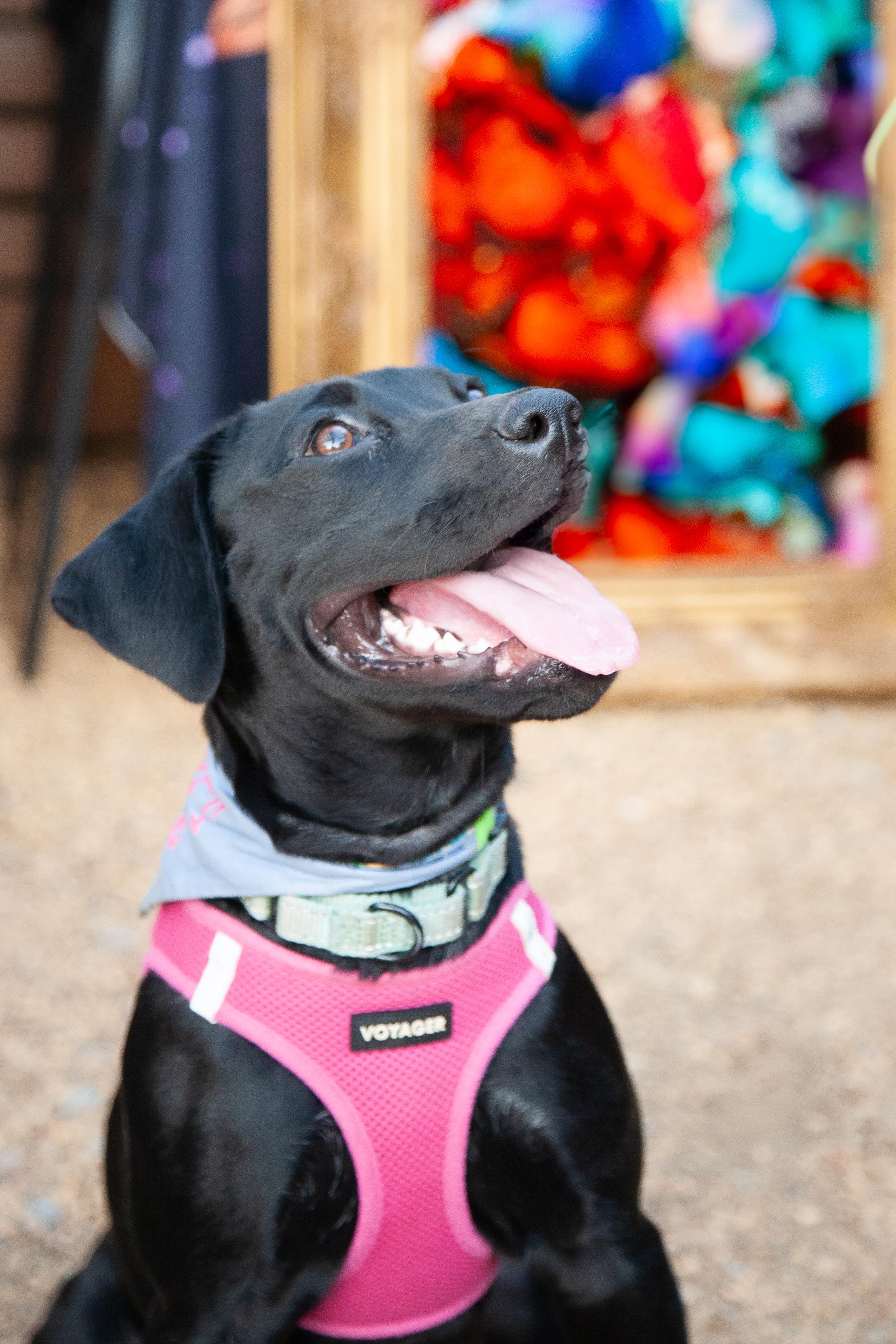 Lily Mae, a ADOPTABLE mixed breed in Nashville, TN image 3/6