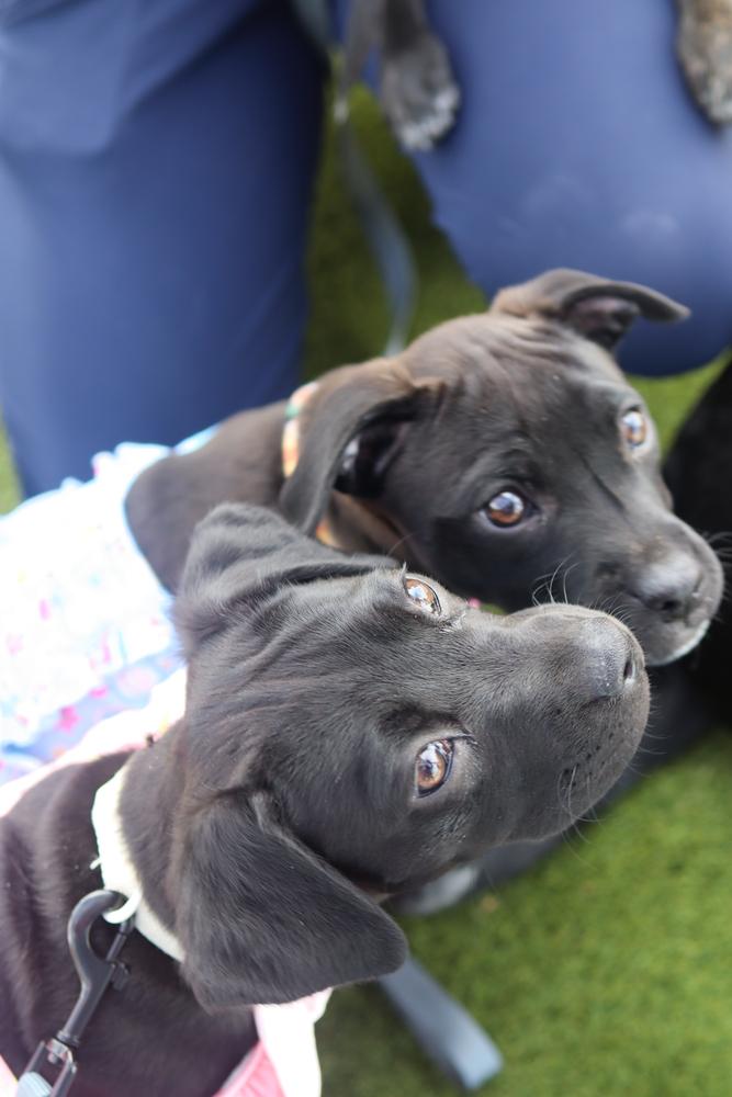 Enlarge Lily Mae, a ADOPTABLE mixed breed in Nashville, TN image 5/5