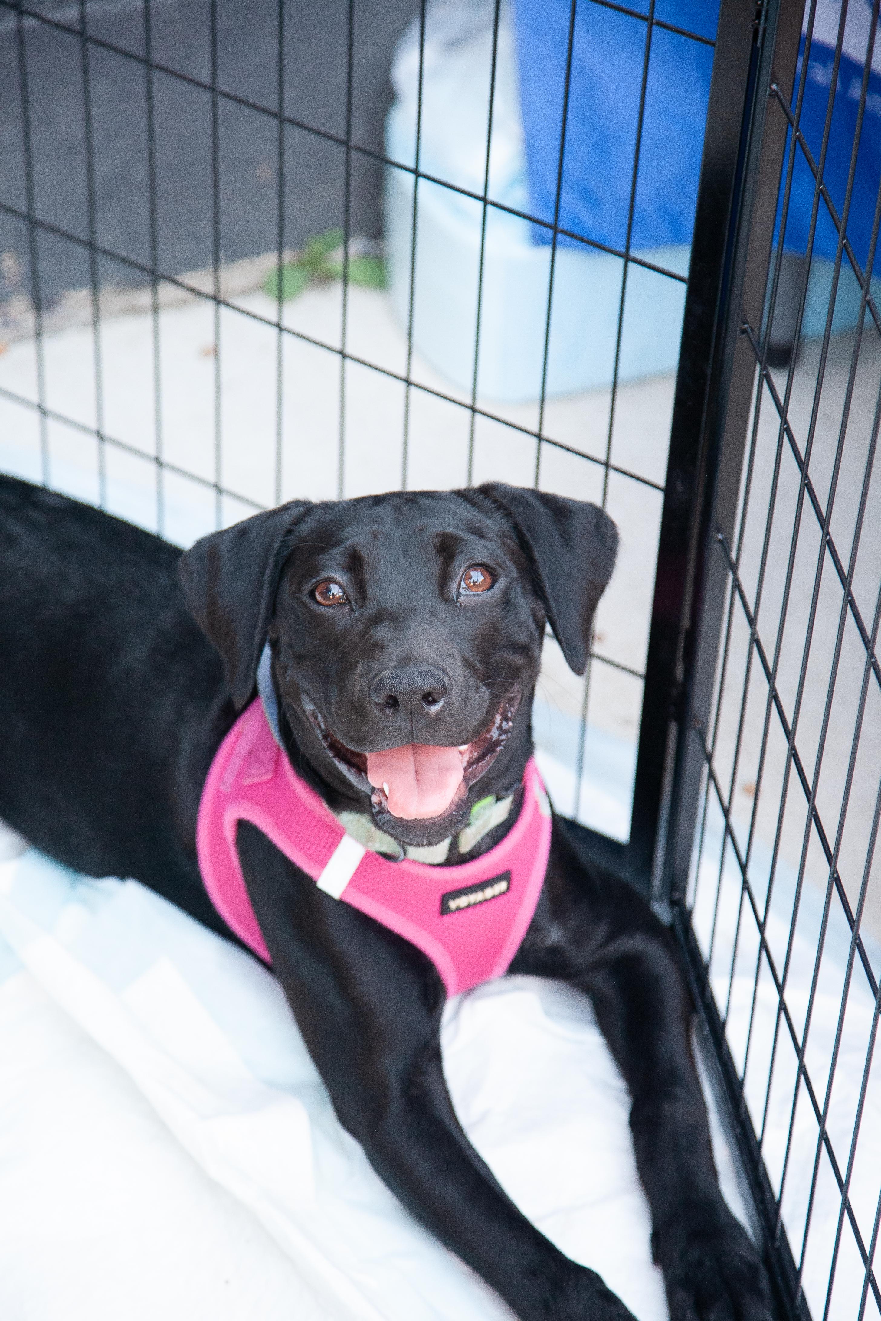 Lily Mae, a ADOPTABLE mixed breed in Nashville, TN image 4/6