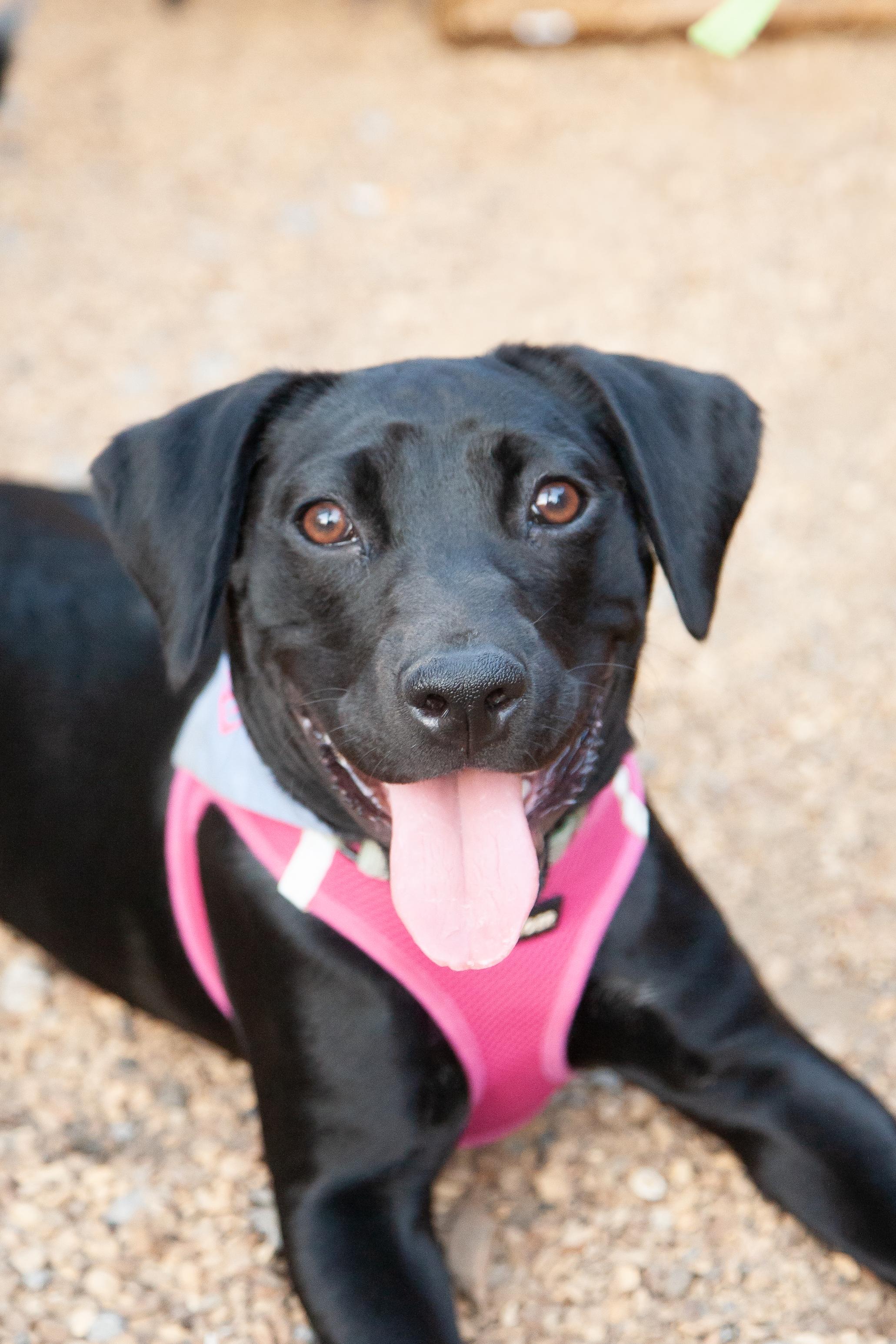 Lily Mae, ADOPTABLE, Young Female Black Labrador Retriever & Catahoula Leopard Dog.