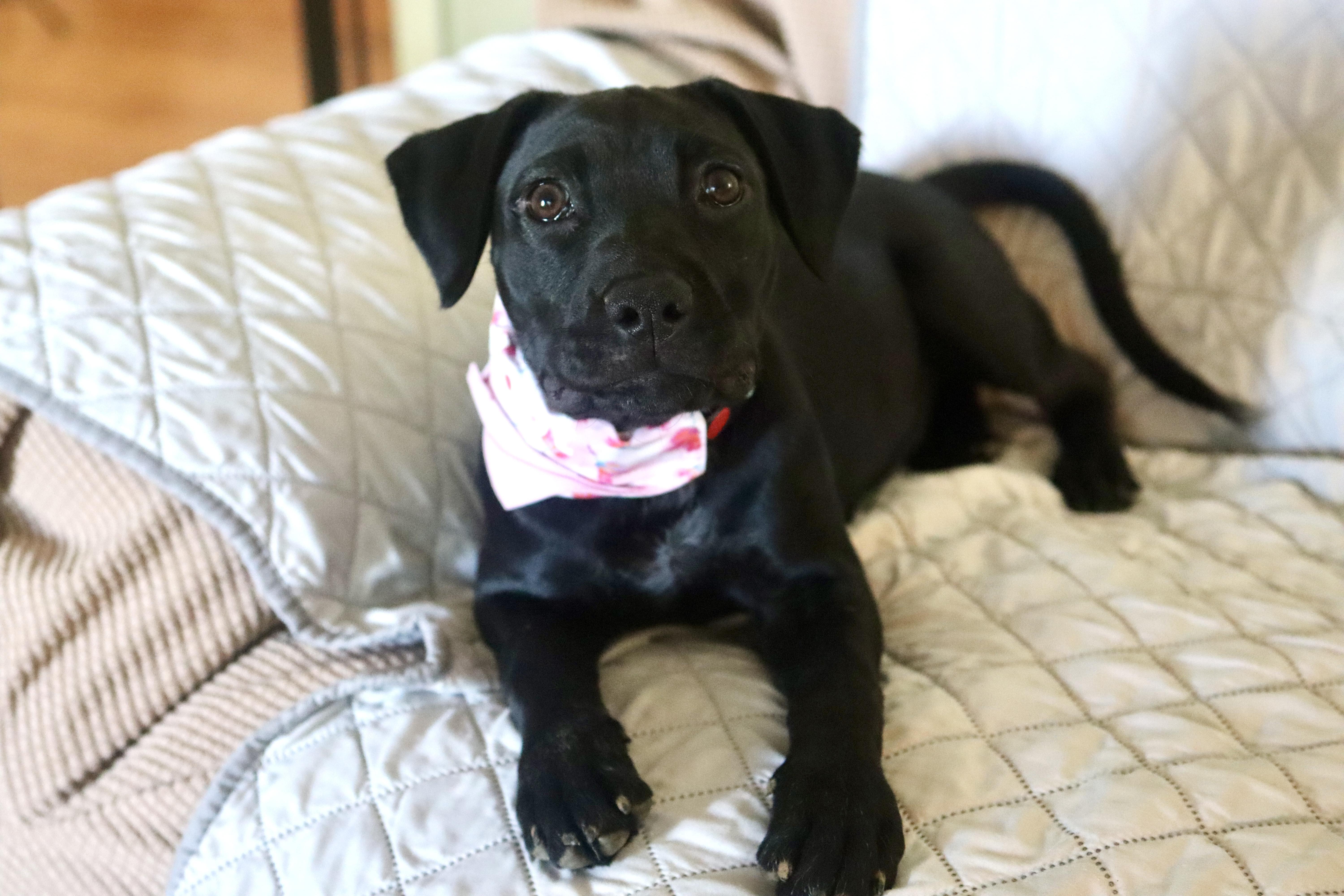 Enlarge Lily Mae, a ADOPTABLE mixed breed in Nashville, TN image 3/6