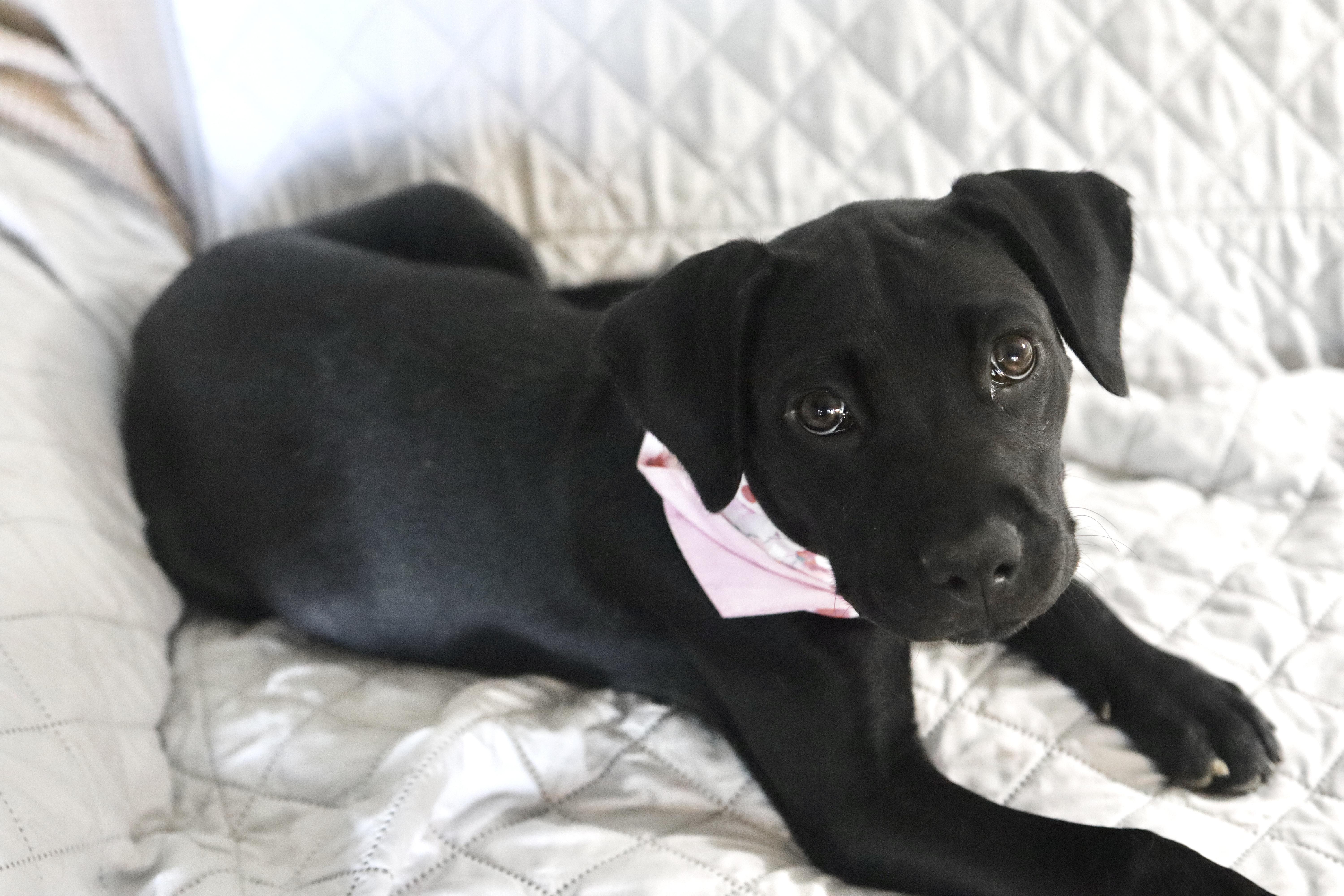 Enlarge Lily Mae, a ADOPTABLE mixed breed in Nashville, TN image 4/6