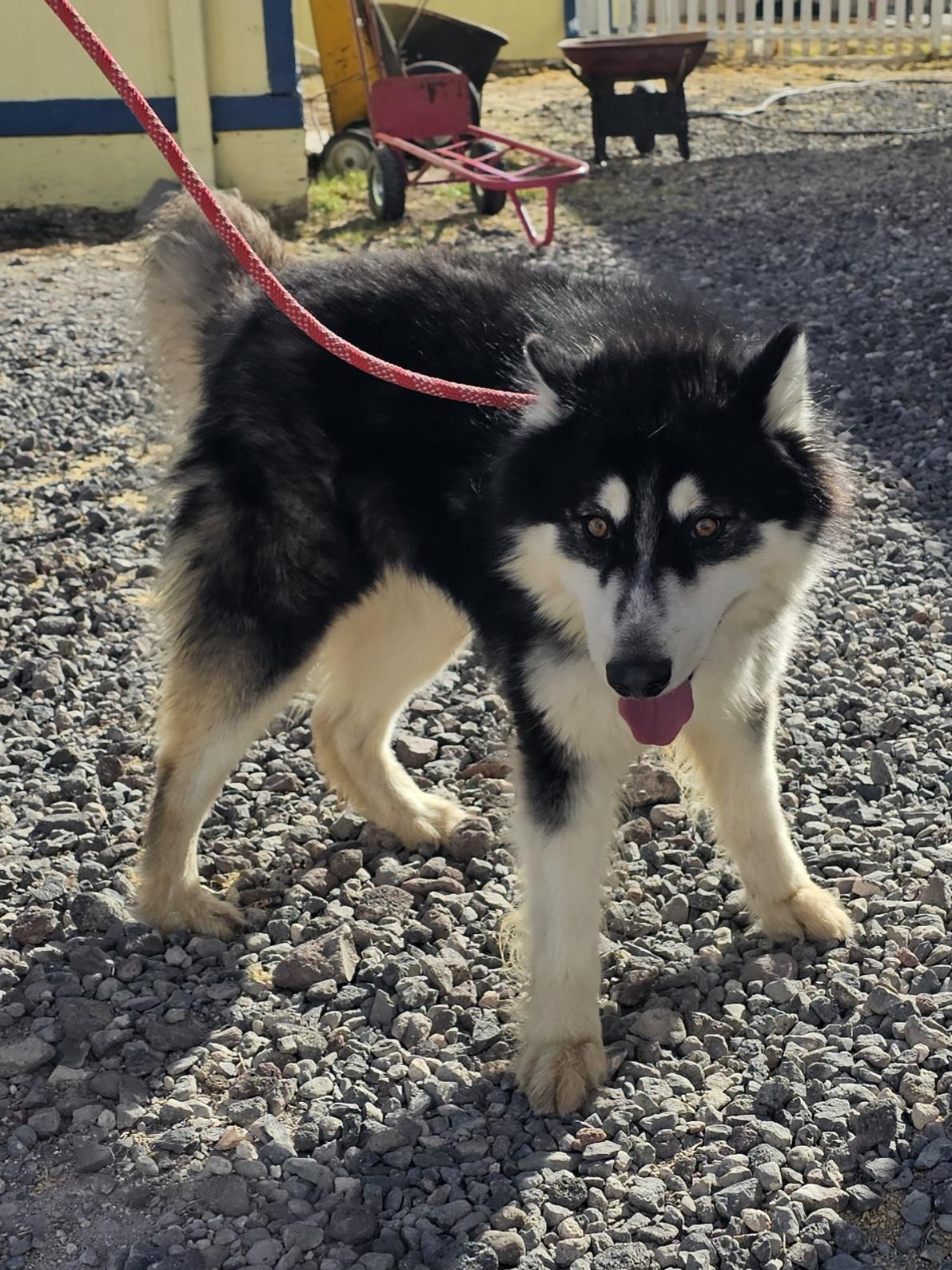 Max photo 1