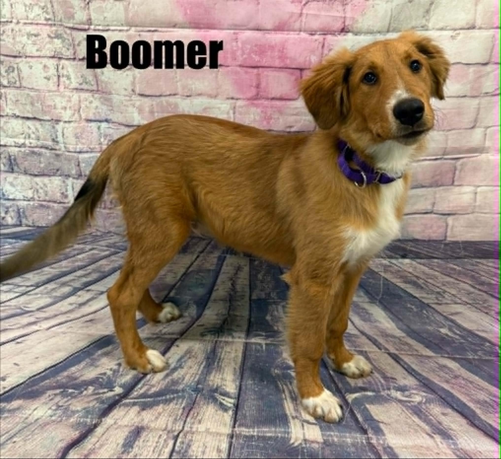 Boomer, a ADOPTABLE mixed breed in Quincy, MI image 2/3