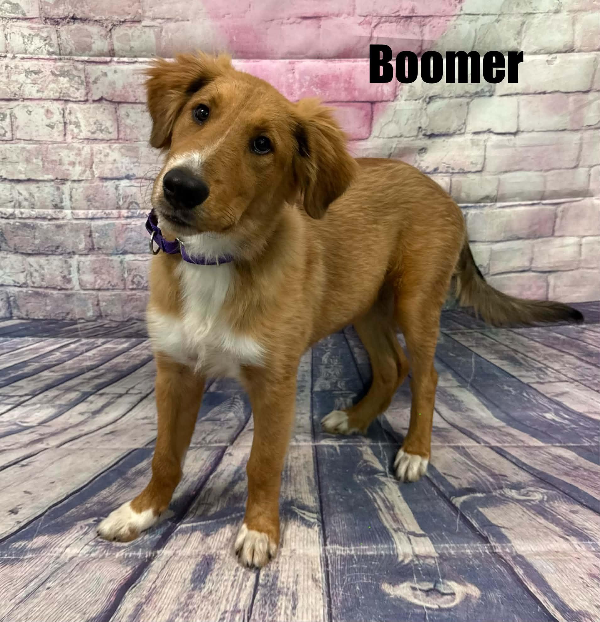 Boomer, ADOPTABLE, Puppy Male Collie.