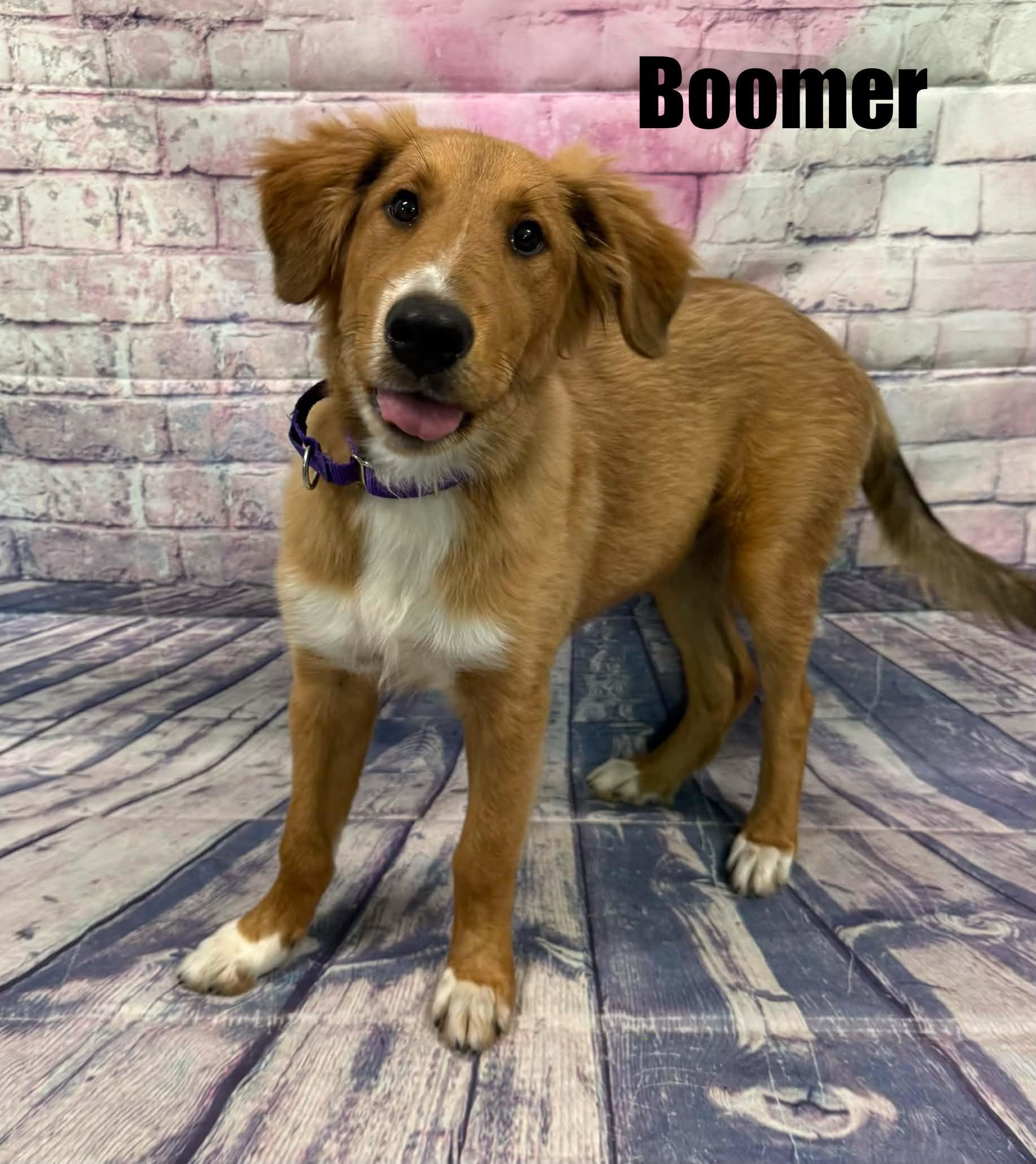 Boomer, a ADOPTABLE mixed breed in Quincy, MI image 3/3
