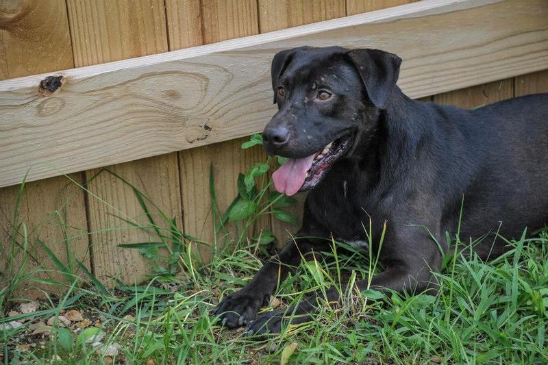 Duke, Adoptable, Young Male Labrador Retriever & American Staffordshire Terrier.