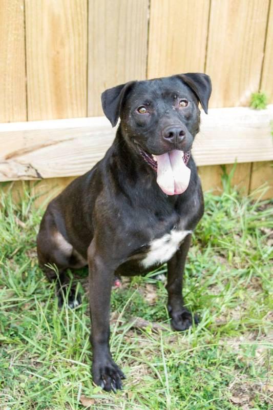 Enlarge Duke, a Adoptable mixed breed in Jackson, MS image 2/3