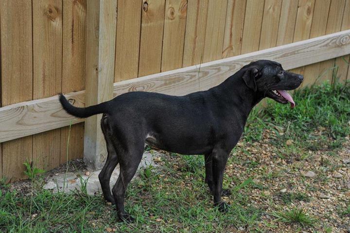 Duke, a Adoptable mixed breed in Jackson, MS image 3/3