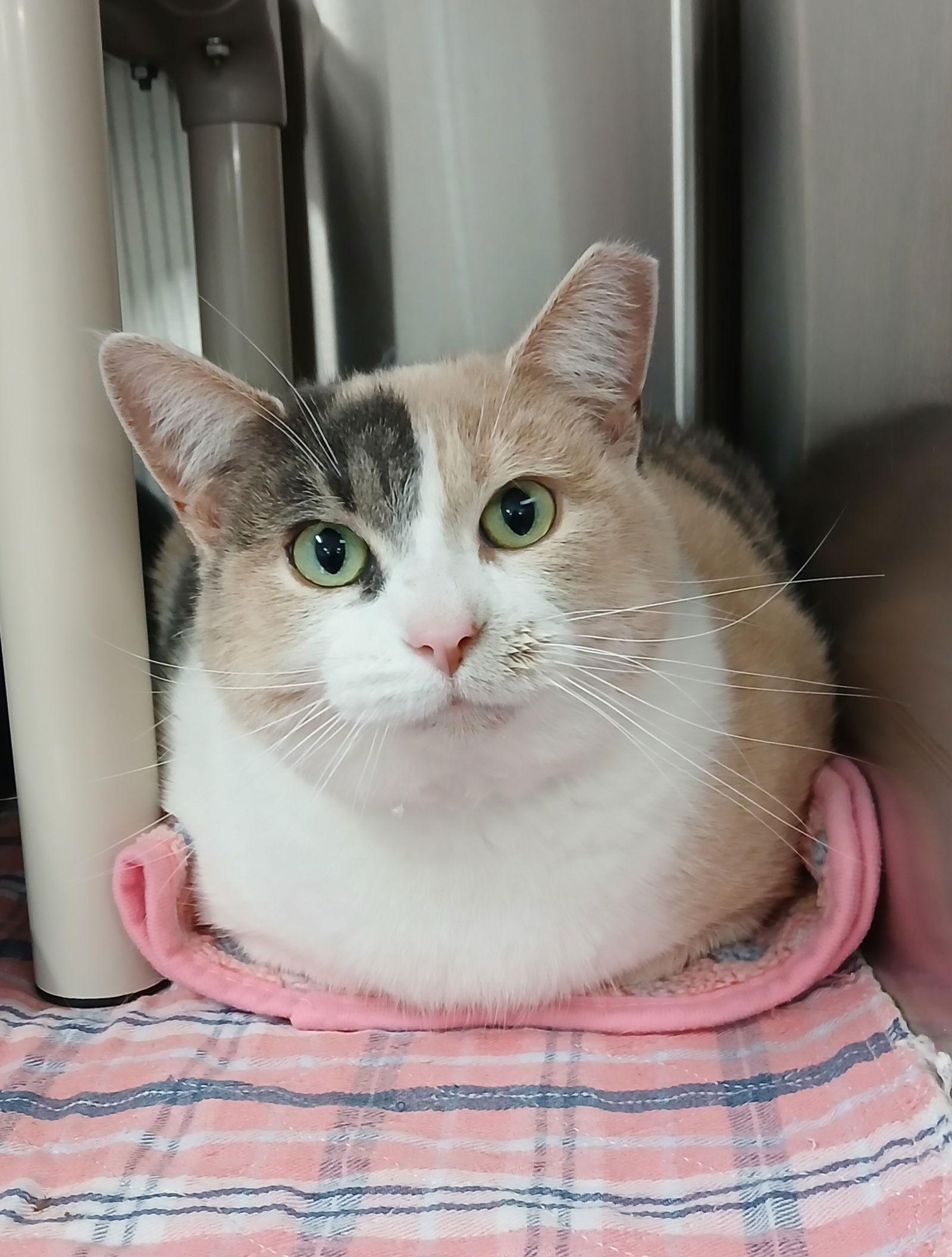Rachel, Adoptable, Adult Female Dilute Calico & Domestic Short Hair.