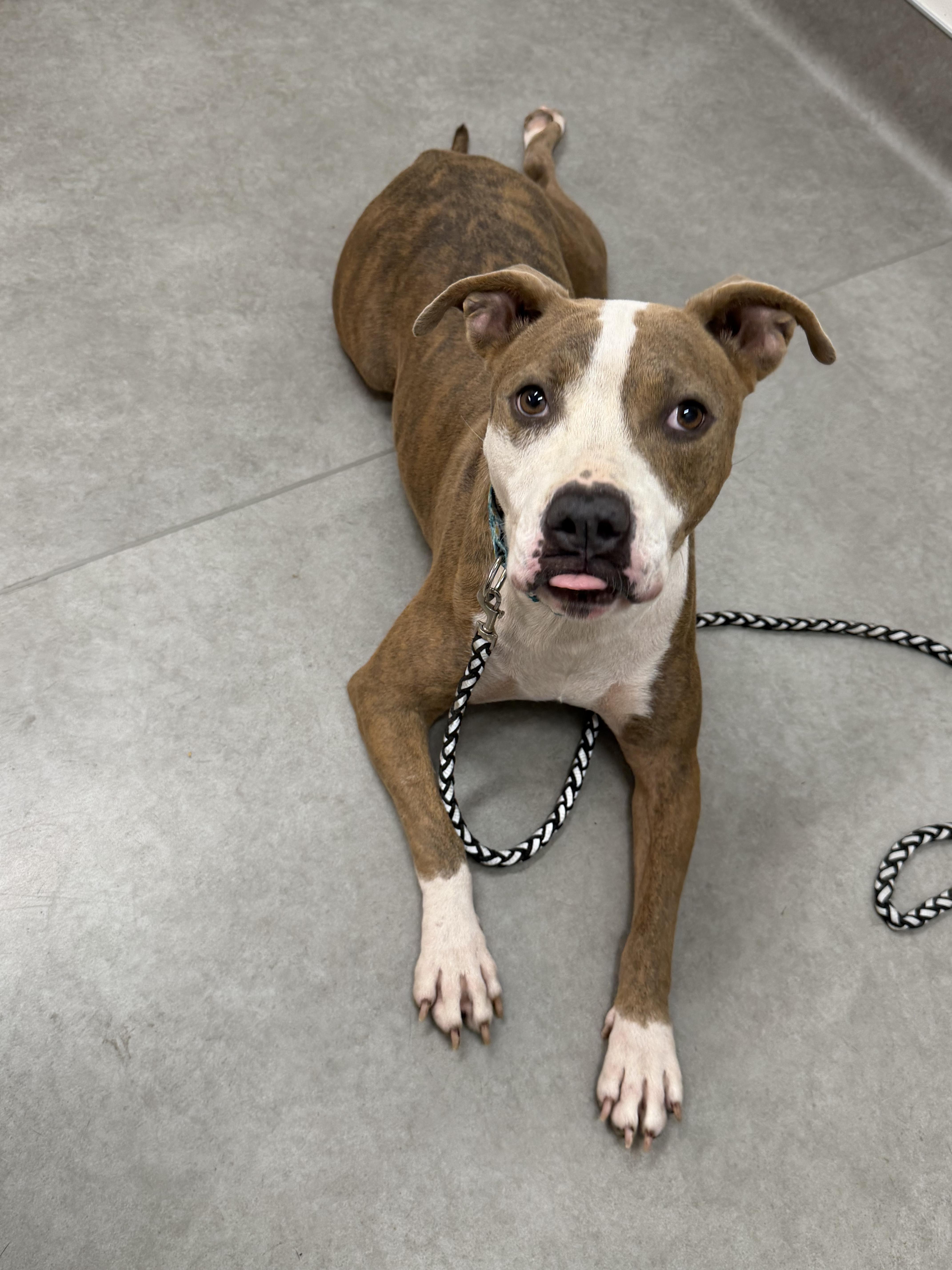 Enlarge Skipper, a Adoptable Pit Bull Terrier in Evans City, PA image 6/7