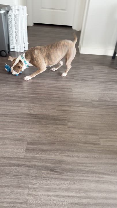 Enlarge Skipper, a Adoptable Pit Bull Terrier in Evans City, PA video 3/7