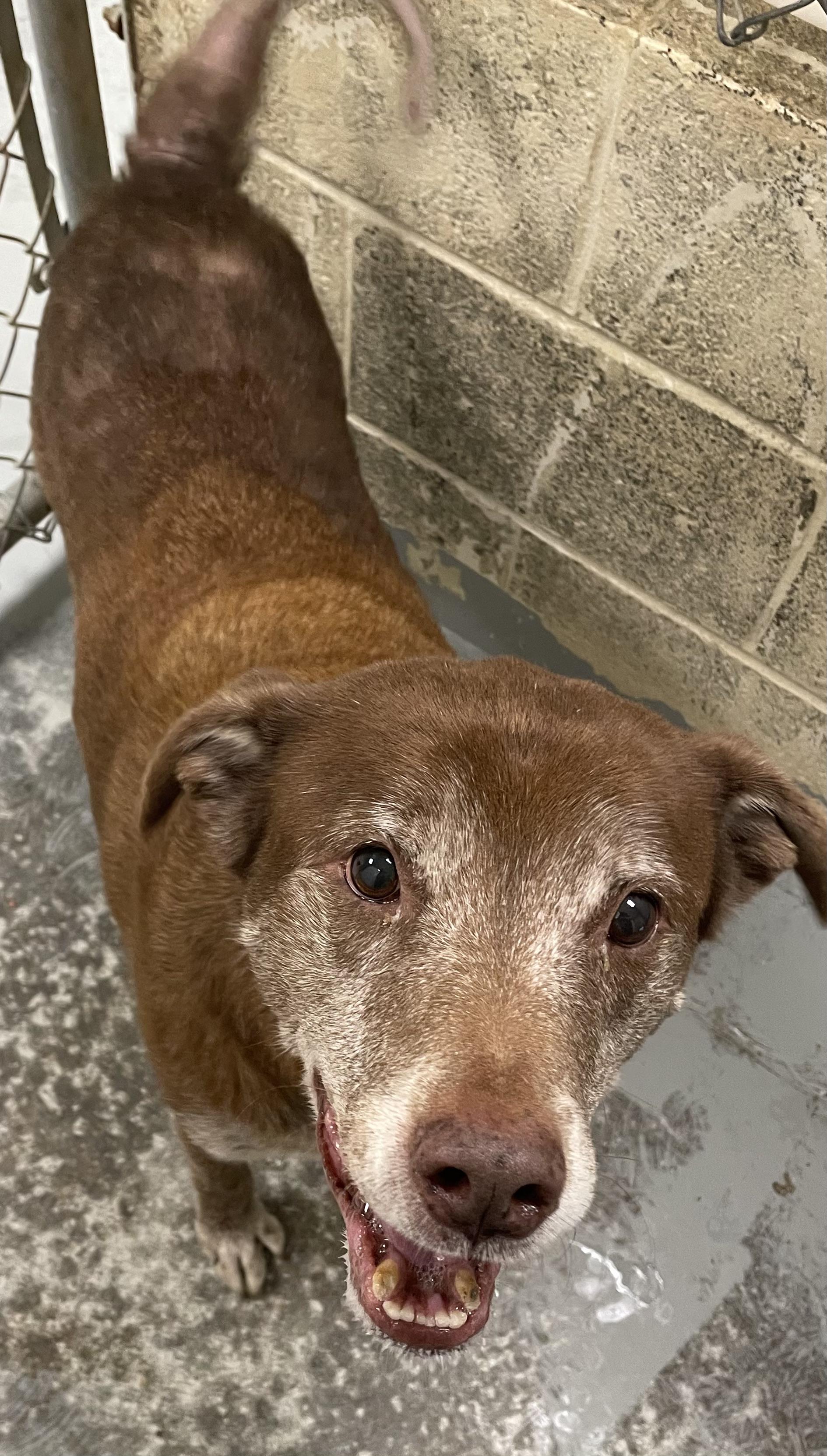 Steel (Duke), a Adoptable mixed breed in Heathsville, VA image 1/4