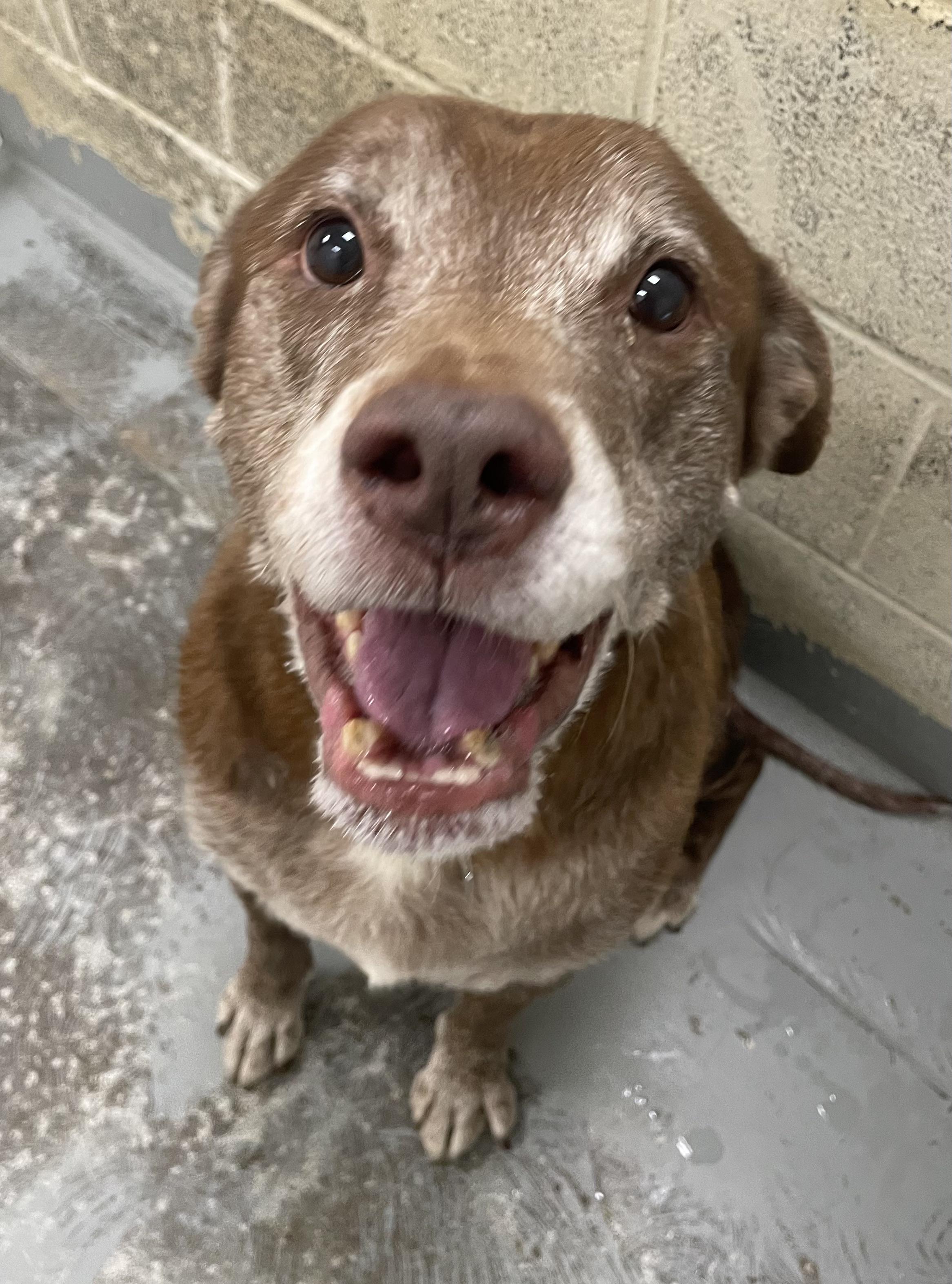 Steel (Duke), a Adoptable mixed breed in Heathsville, VA image 2/4