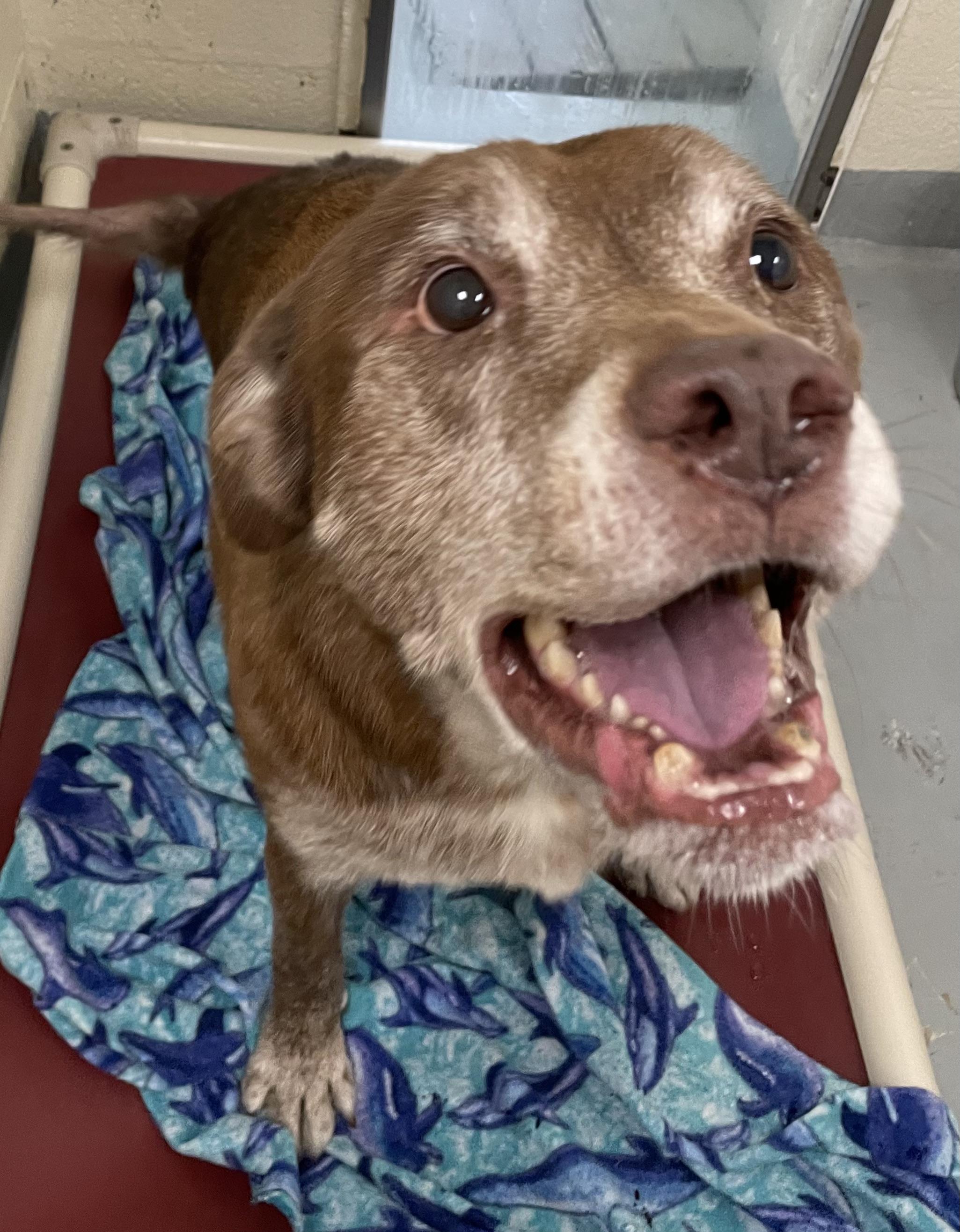 Steel (Duke), a Adoptable mixed breed in Heathsville, VA image 3/4