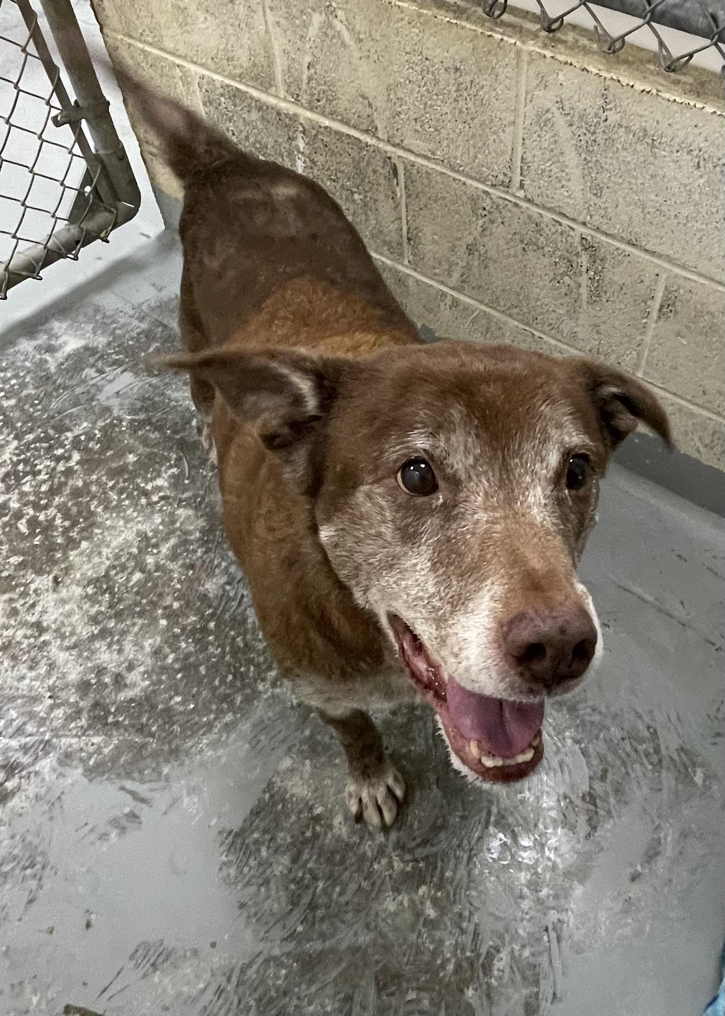 Steel (Duke), a Adoptable mixed breed in Heathsville, VA image 4/4