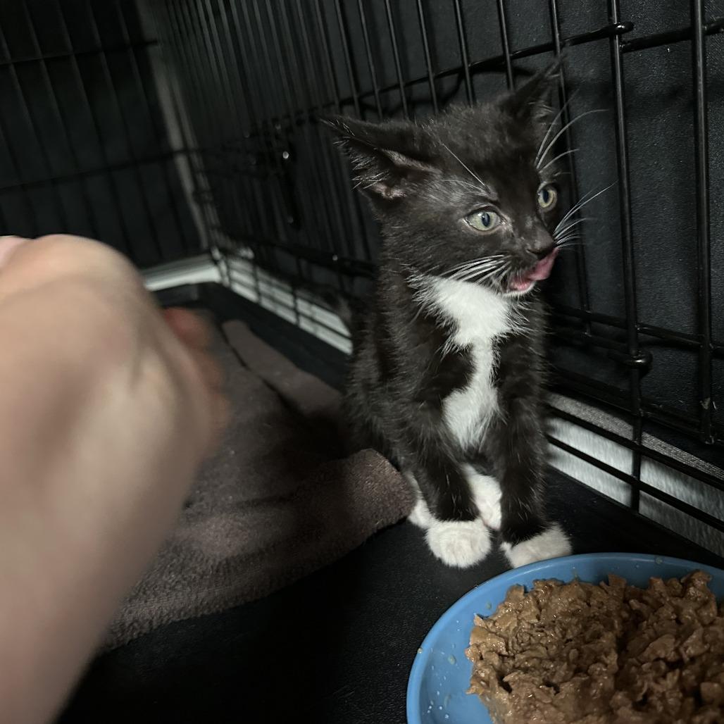 Crunch, Adoptable, Kitten Male Domestic Short Hair.