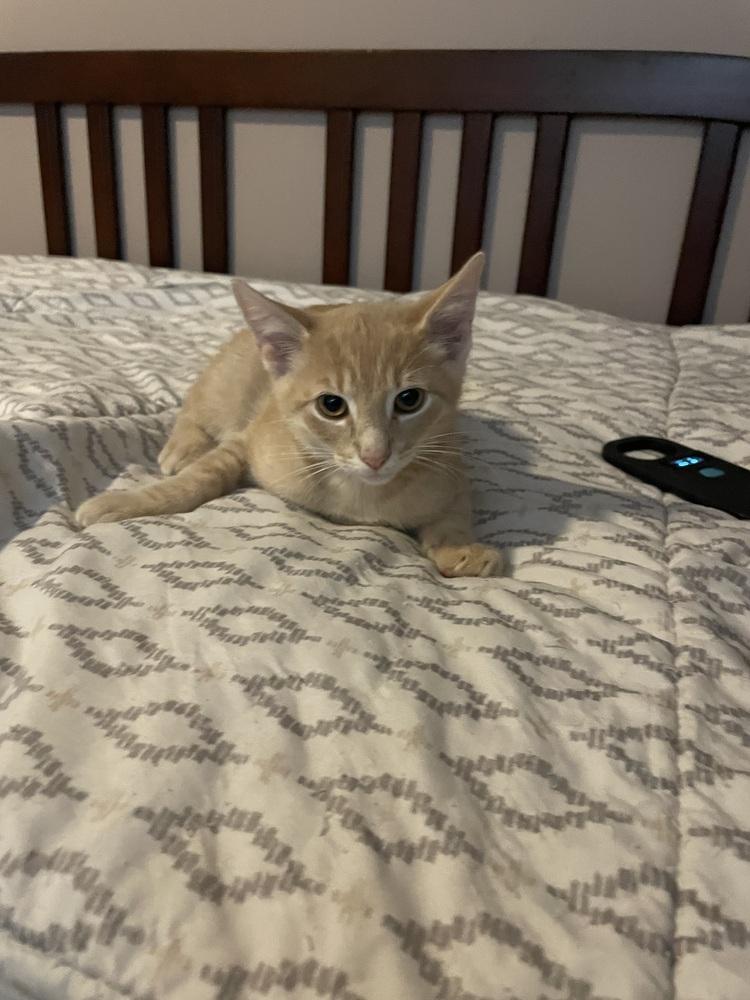 Grilly Idol, Adoptable, Kitten Male Domestic Short Hair.